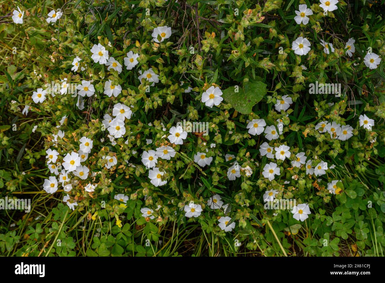 Montpellier cistus, Cistus monspeliensis, im Frühling im Montado in der Nähe von Castro Verde, Alentejo, Portugal. Stockfoto