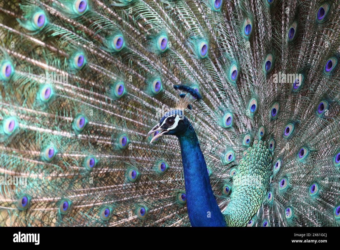 Faszinierender Pfauentanz: HD- und 4K-Hintergrundbild für die Pracht der Natur Stockfoto