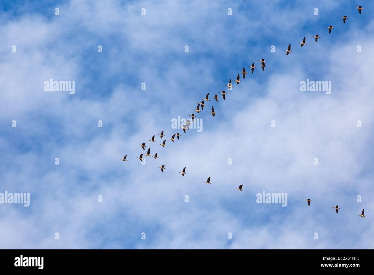 Eine Schar Enten, schräg aufgereiht, fliegt vor einem blauen Himmel mit weißen Wolken. Frühjahrszug der Vögel nach Norden Stockfoto