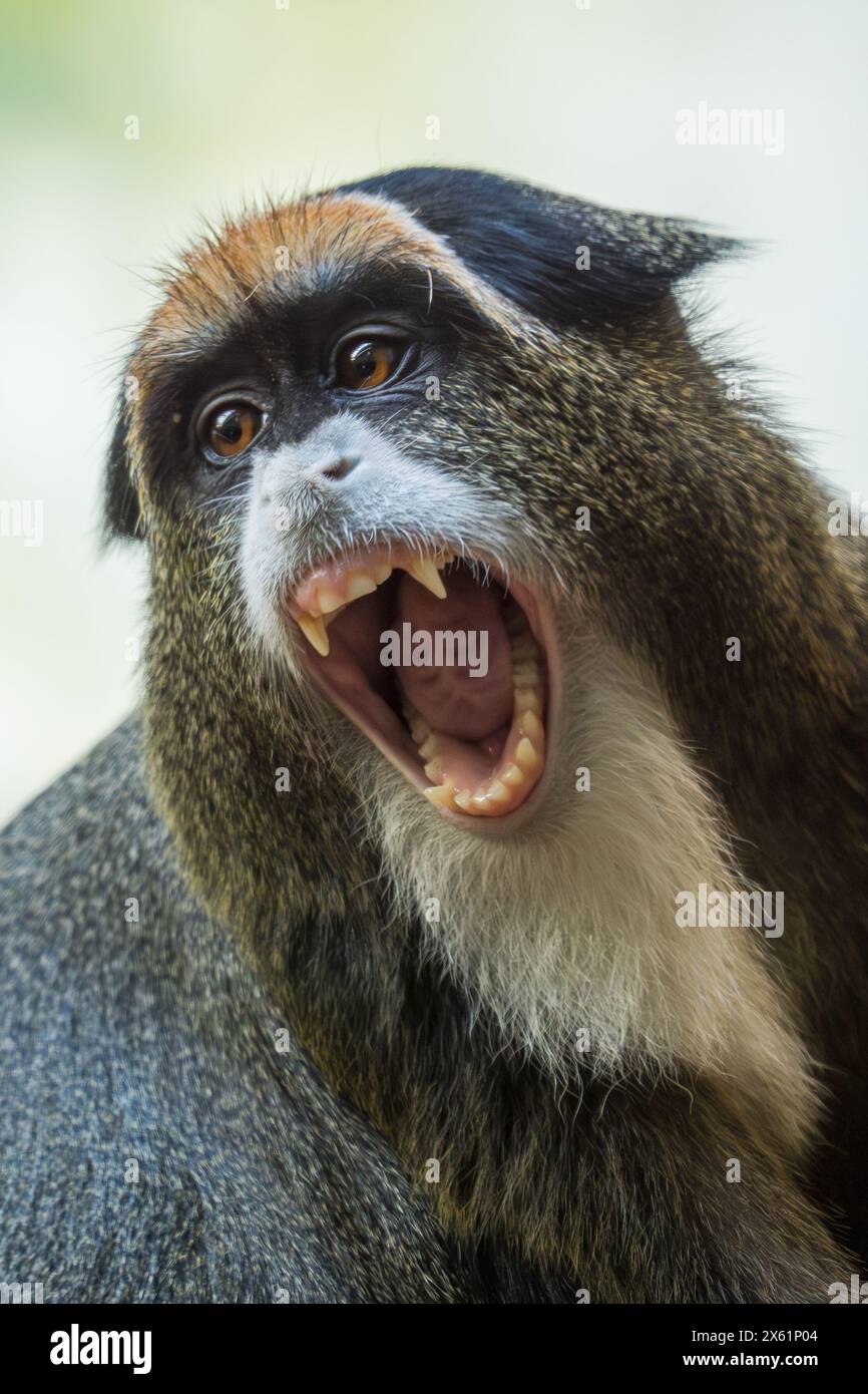 De Brazzas Affe - Cercopithecus neglectus, ein wunderschöner, farbiger Primaten, der in den Flussufer- und Sumpfwäldern Zentralafrikas, Uganda, endemisch ist. Stockfoto