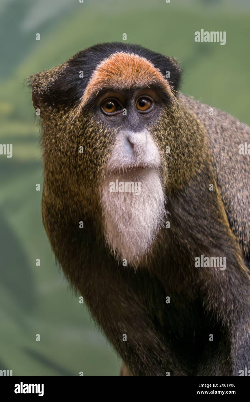 De Brazzas Affe - Cercopithecus neglectus, ein wunderschöner, farbiger Primaten, der in den Flussufer- und Sumpfwäldern Zentralafrikas, Uganda, endemisch ist. Stockfoto