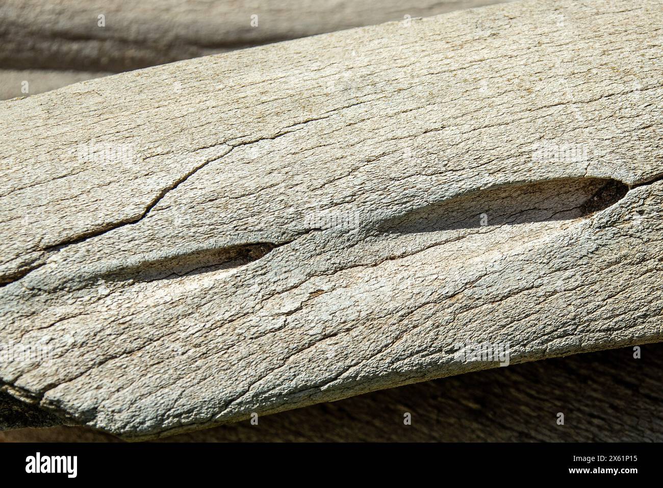 Verwitterter Walknochen mit Harpunenschaden, geeignet als Hintergrund. Stockfoto