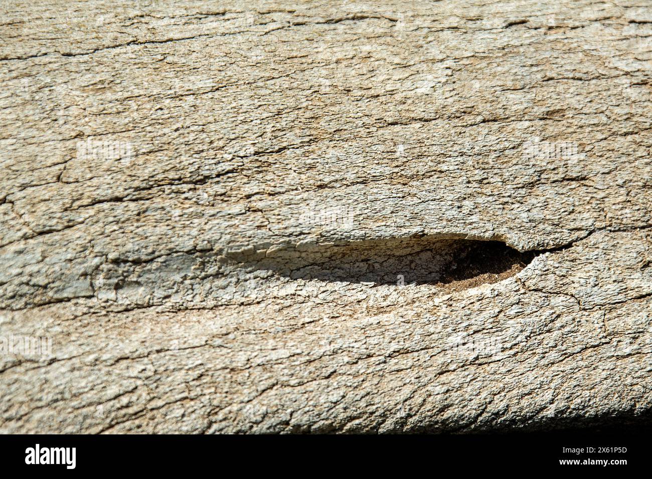 Verwitterter Walknochen mit Harpunenschaden, geeignet als Hintergrund. Stockfoto