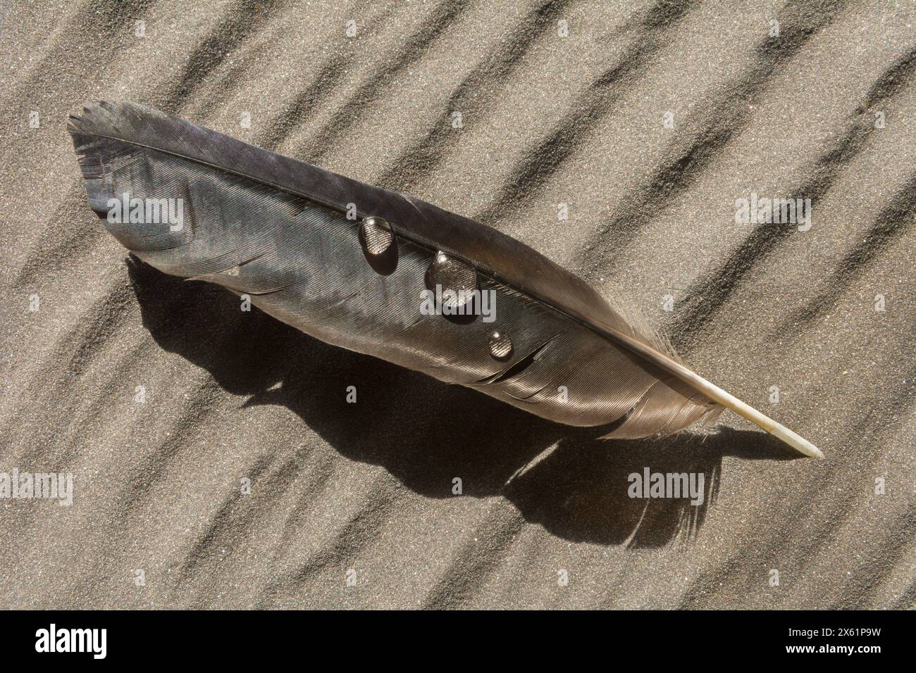 Schwarze Krähenfeder mit Wassertropfen Stockfoto