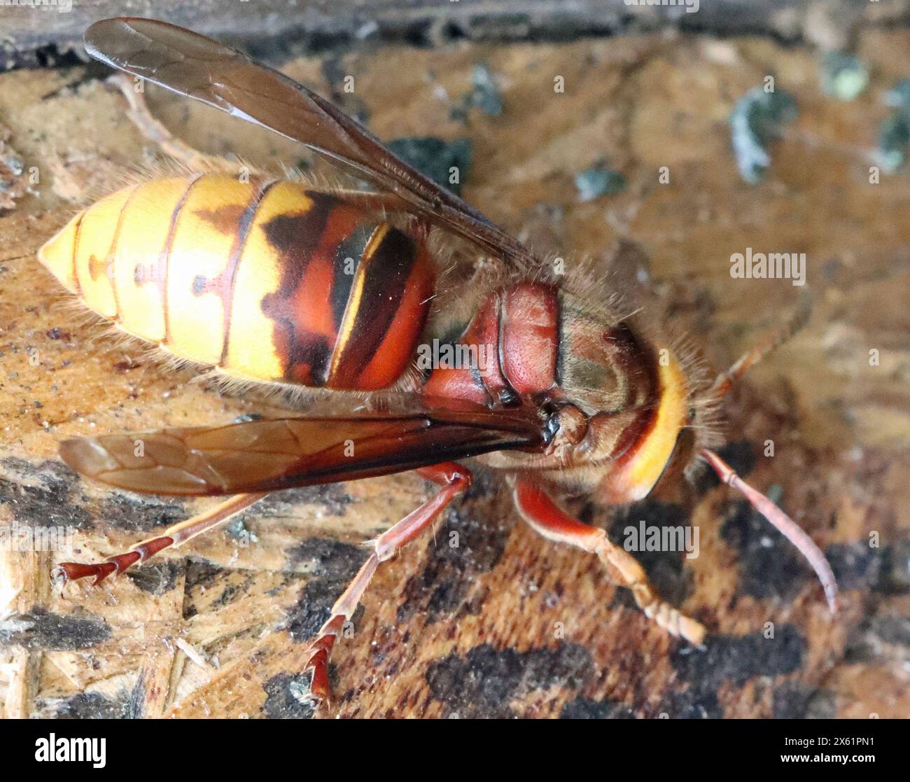Tierwelt im Tophill Low Nature Reserve Stockfoto