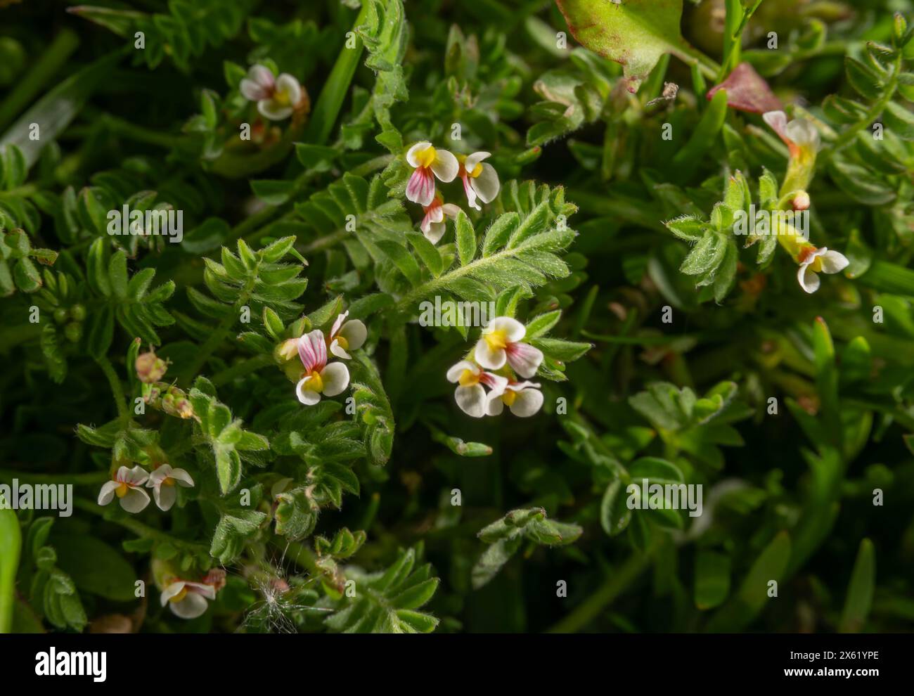 Vogelfuß, Ornithopus perpusillus, in Blüte auf Heideweg im Frühjahr. Stockfoto