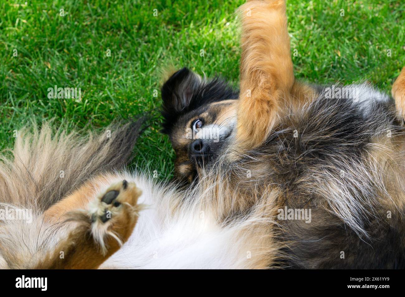 Der Hund liegt mit den Beinen nach oben auf dem Rücken und schaut in die Kamera. Zum Spielen ermutigt Stockfoto