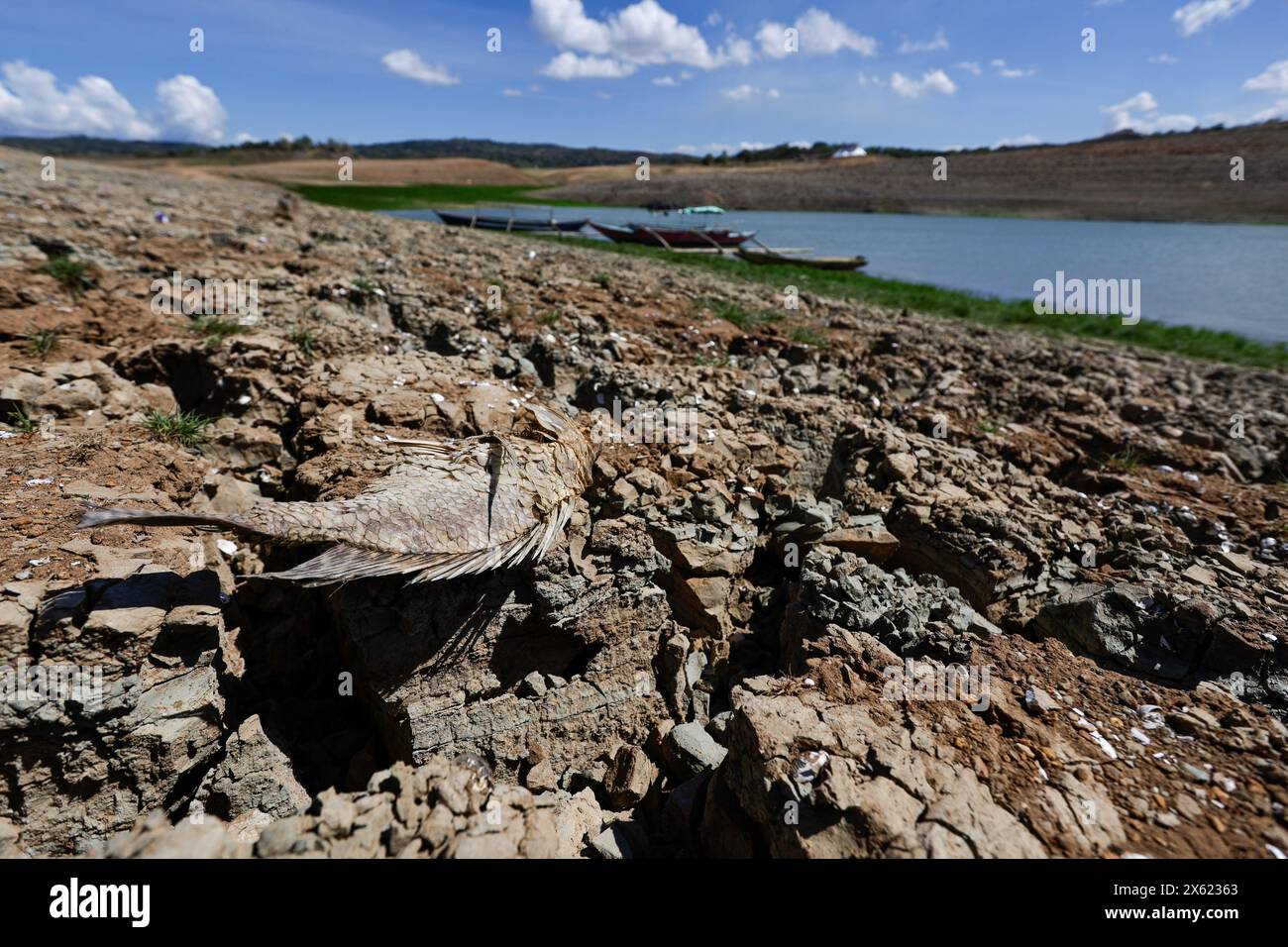 Pantabangan, Philippinen. 12. Mai 2024, Pantabangan, Pantabangan, Philippinen: Ein toter Fisch wird auf einem trockenen Land in der Nähe der Überreste der alten versunkenen Stadt Pantabangan an einem Reservoir gesehen, als Folge einer schweren Dürre aufgrund der steigenden Temperaturen auf den Philippinen. Das sechste Wiederauftauchen dieser 300 Jahre alten Siedlung, die eine Kirche und mehrere Grabsteine umfasst, hat Touristen zu Besuch gezogen, nachdem der Wasserstand am Damm durch extreme Hitze abgenommen hat. verschärft durch die El-NiÃ±-o-Klimamuster, die zu einer Zunahme des Wetters in Asien und Südostasien beitragen. Cre Stockfoto