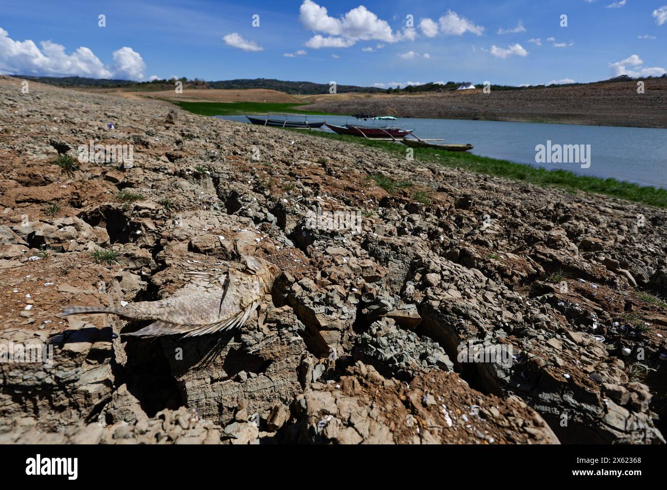 Pantabangan, Philippinen. 12. Mai 2024, Pantabangan, Pantabangan, Philippinen: Ein toter Fisch wird auf einem trockenen Land in der Nähe der Überreste der alten versunkenen Stadt Pantabangan an einem Reservoir gesehen, als Folge einer schweren Dürre aufgrund der steigenden Temperaturen auf den Philippinen. Das sechste Wiederauftauchen dieser 300 Jahre alten Siedlung, die eine Kirche und mehrere Grabsteine umfasst, hat Touristen zu Besuch gezogen, nachdem der Wasserstand am Damm durch extreme Hitze abgenommen hat. verschärft durch die El-NiÃ±-o-Klimamuster, die zu einer Zunahme des Wetters in Asien und Südostasien beitragen. Cre Stockfoto