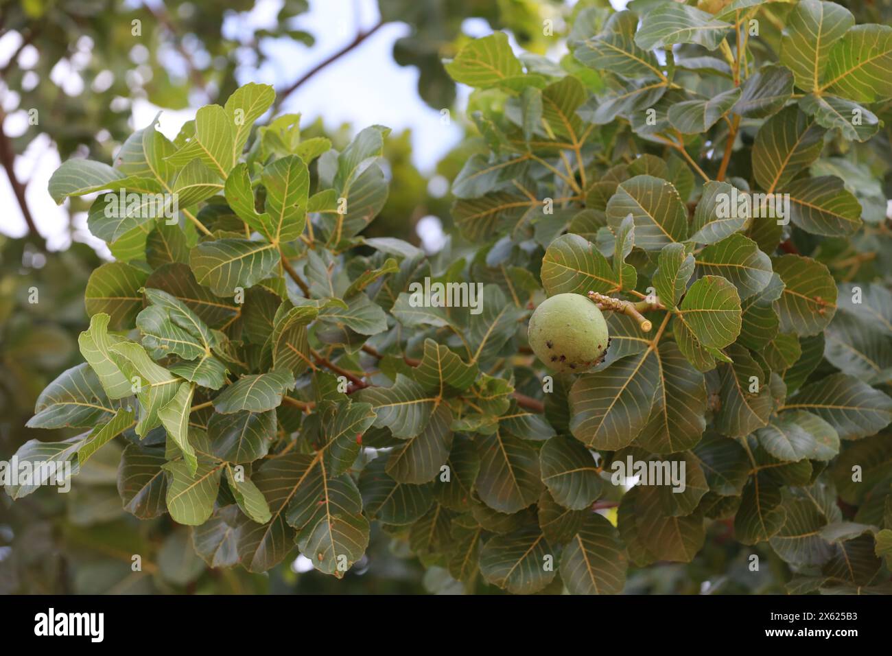 barra, bahia, brasilien – 8. dezember 2023: Pequi-Baum in der Stadt Barra im Westen Bahias. Stockfoto