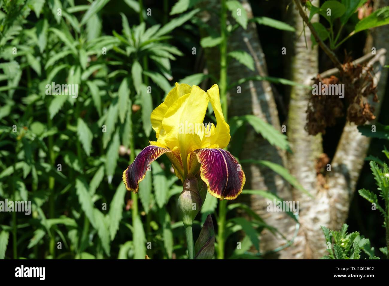 Bärtige Iris „Rajah“ mit gelben Steinen und lila gelben Stürzen. Stockfoto