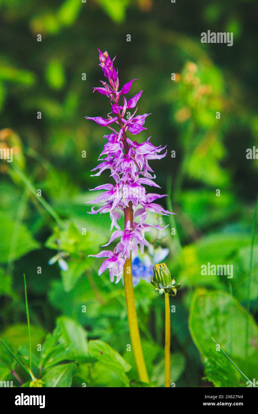 Blaue Metzgerorchidee, männliches Knabenkraut (Orchis mascula), Hochbärneck, Naturpark Ötscher-Tormäuer, Österreich Stockfoto