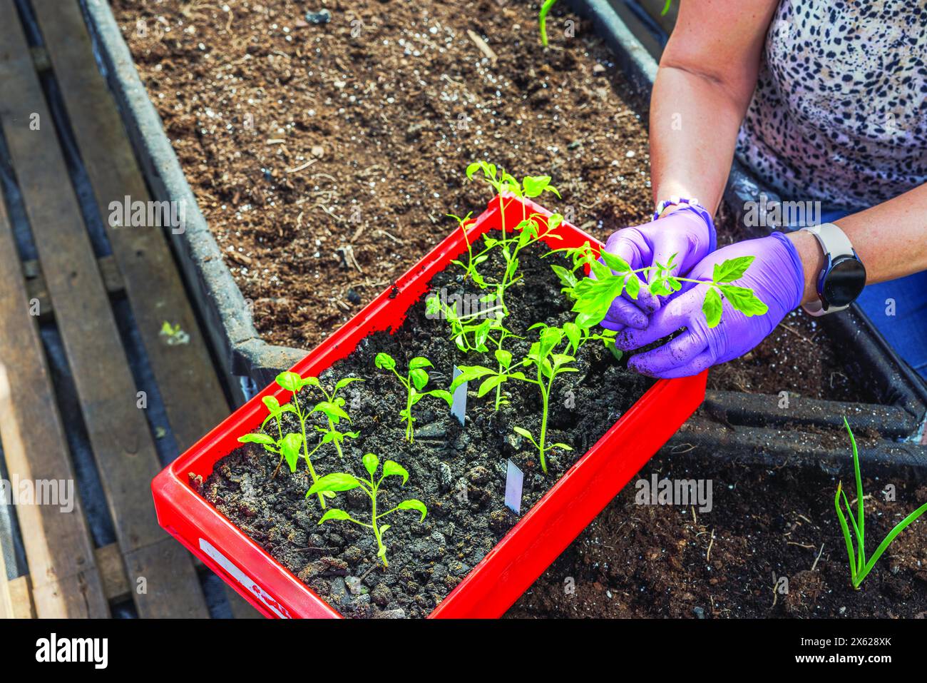 Nahaufnahme einer Frau, die im Garten junge Tomatenpflanzen in einem bodengefüllten Hochbeet in einem Gewächshaus pflanzt. Schweden. Stockfoto