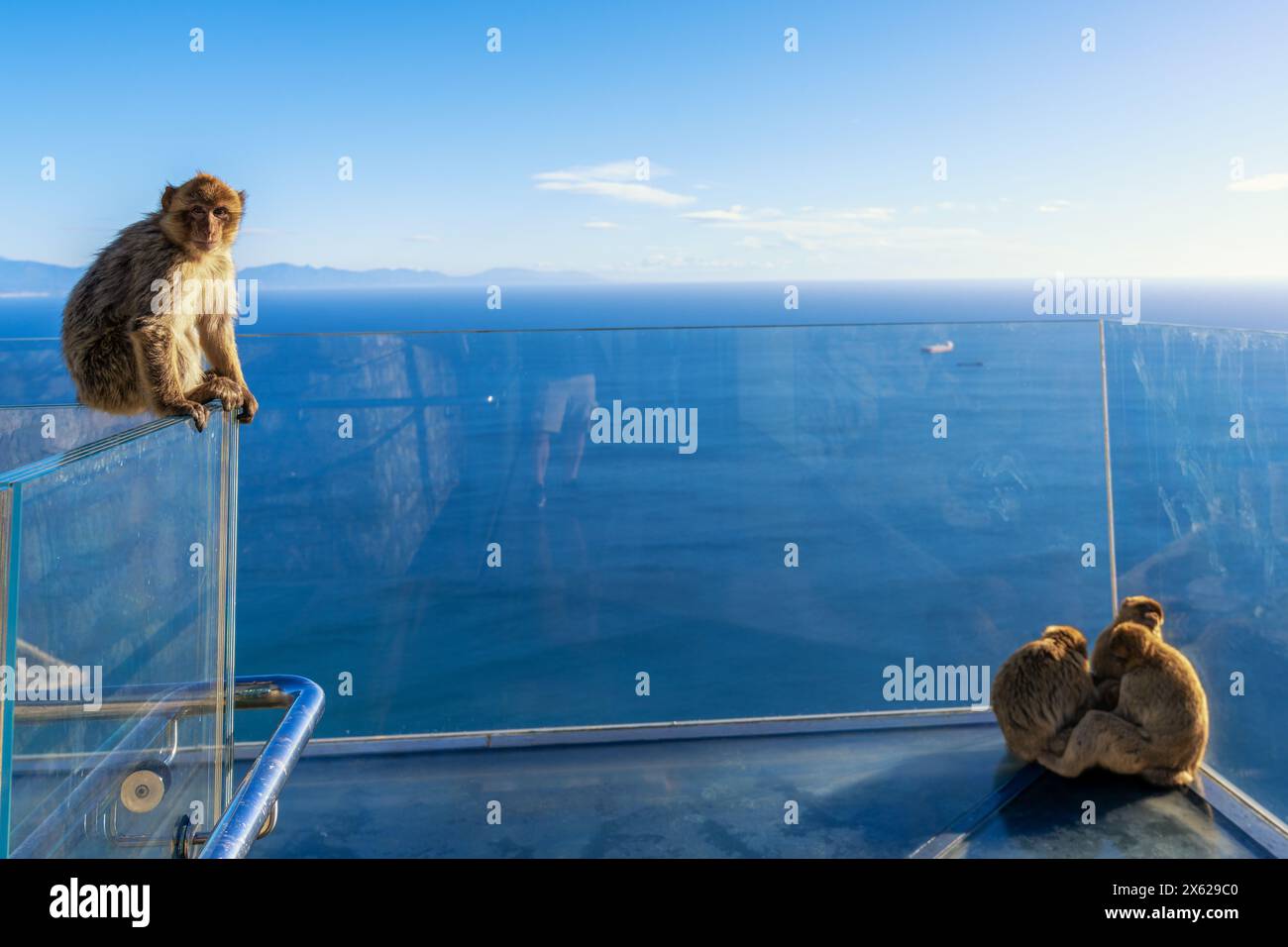 Eine Nahaufnahme von Berbermakaken-Affen auf der Glasplattform Skywalk Gibraltar im Upper Rock Nature Reserve Stockfoto