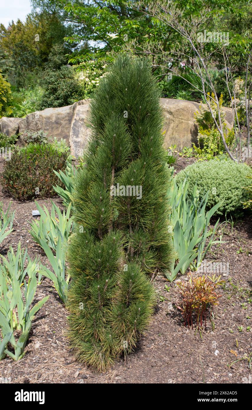 Pinus nigra „Grüner Turm“ Stockfoto