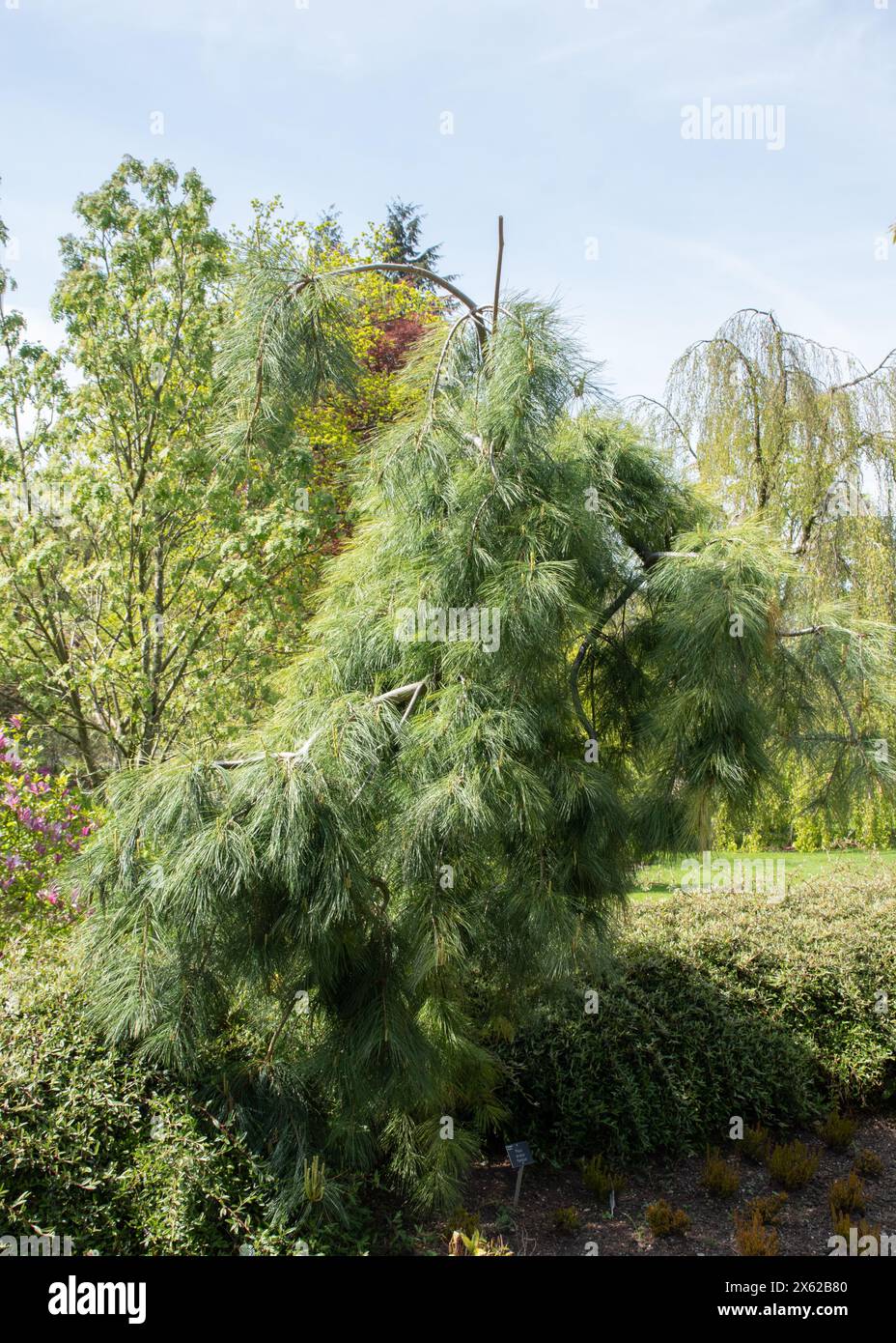Pinus strobus Pendel Stockfoto Pinus strobus Pendel Stockfoto
