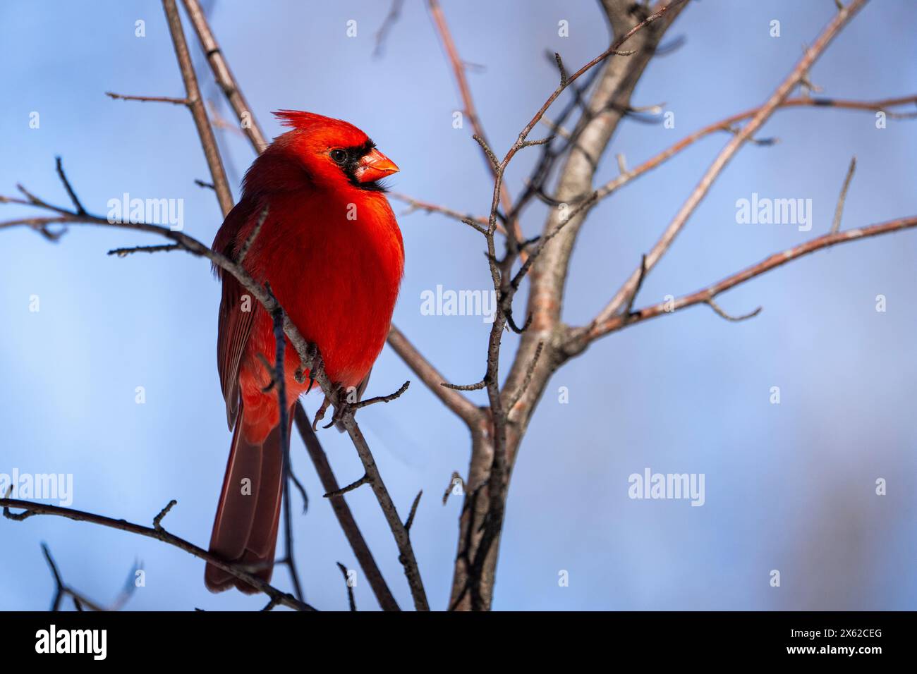Männlicher nördlicher Kardinal, der hoch in einem Baum sitzt. Stockfoto