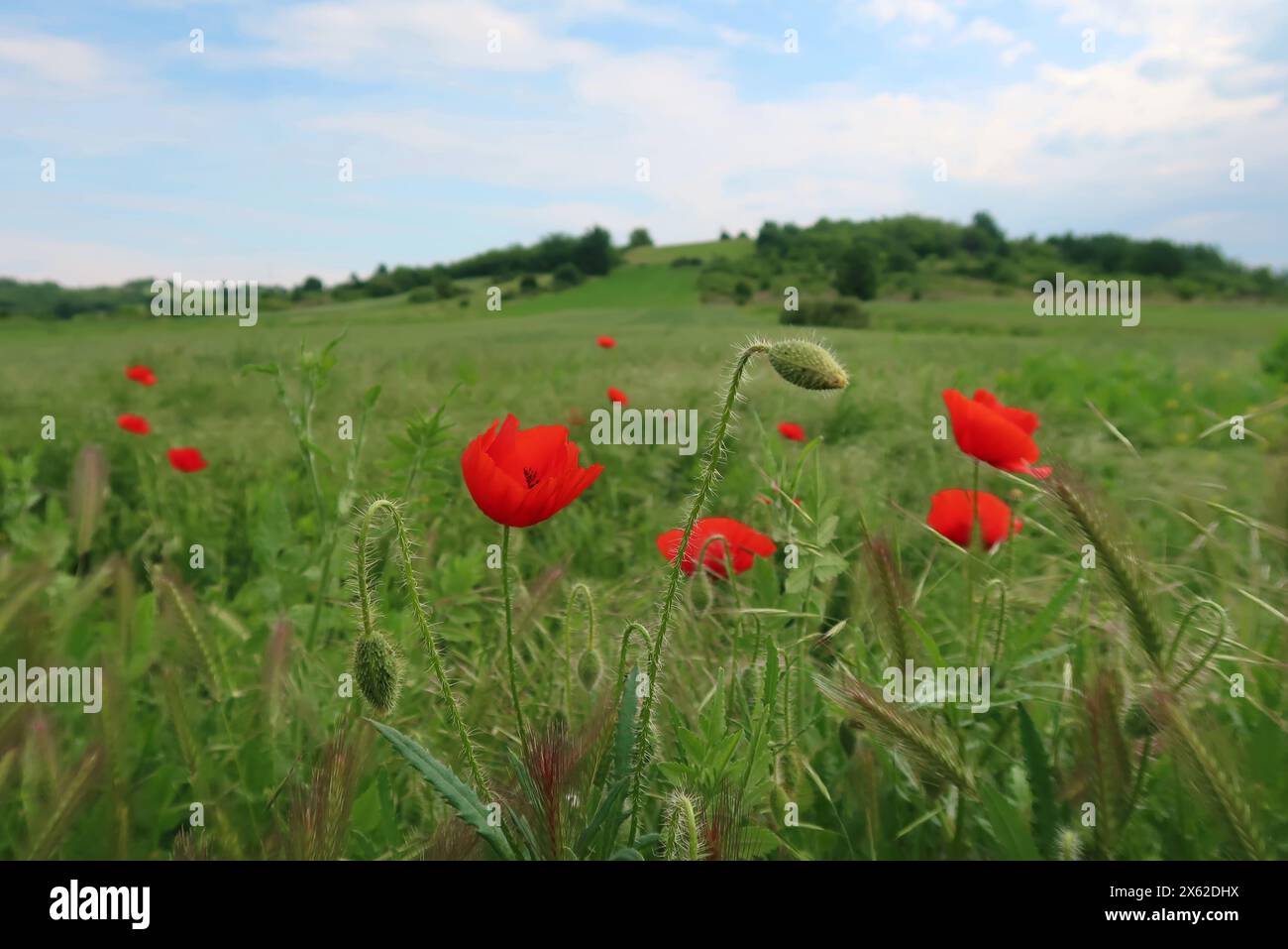 Mohnfeld und Himmel Stockfoto