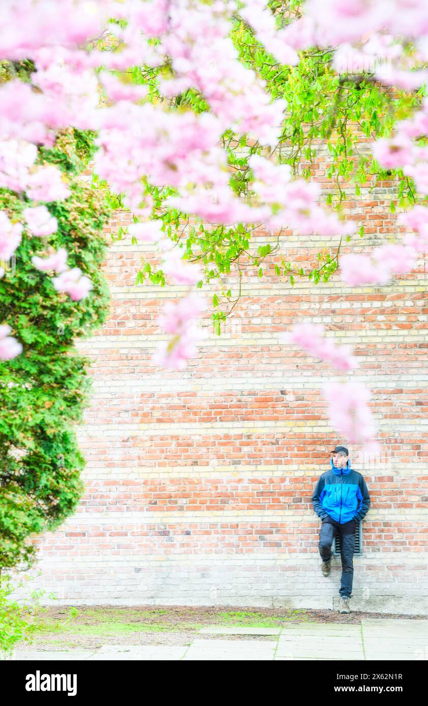 Ein Mann in einer blauen Jacke steht neben einer alten Ziegelmauer, umgeben von den zarten rosa Blüten der Kirschblüten, die einen Hauch von natürlichem B hinzufügen Stockfoto