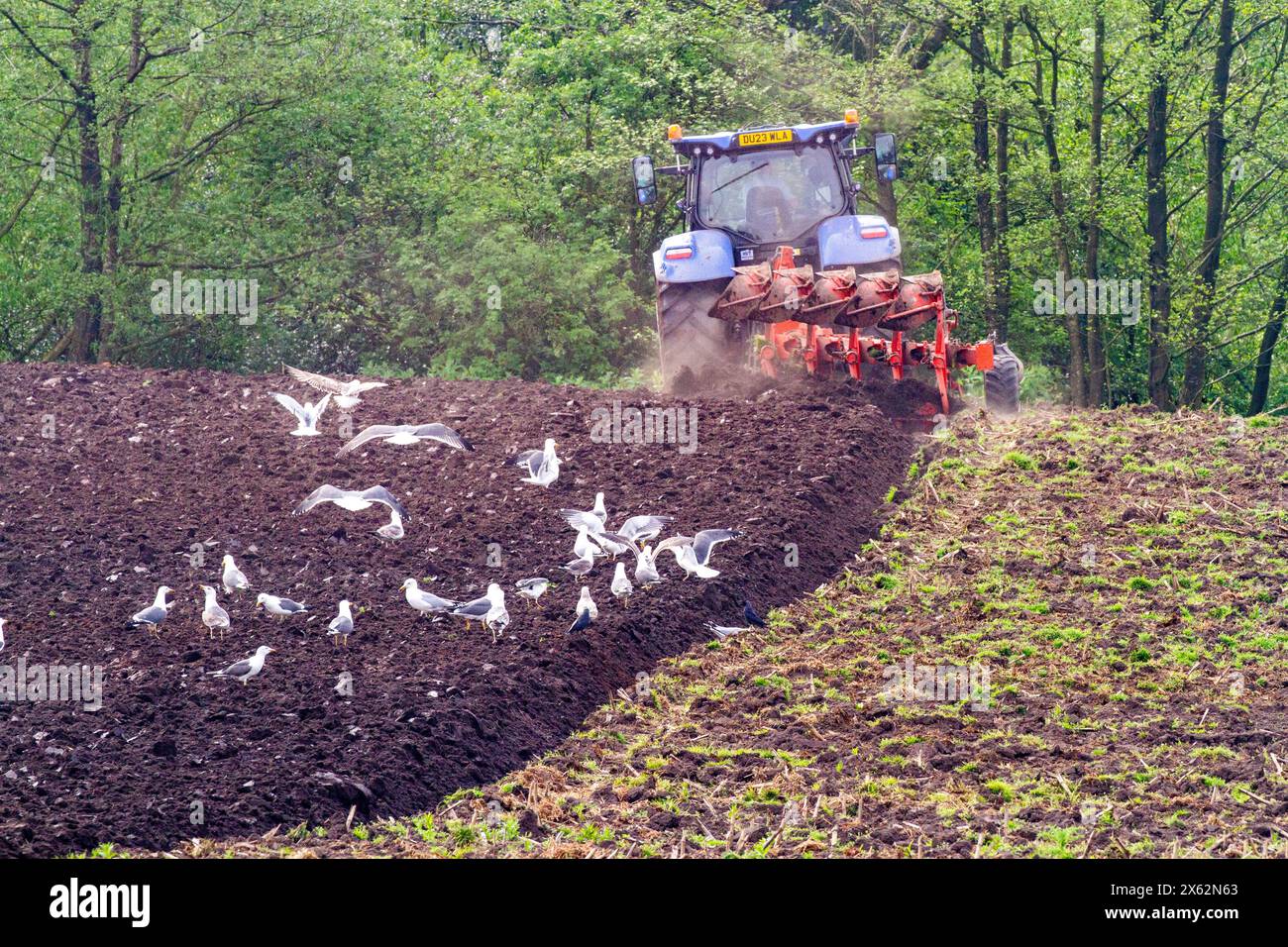 Möwen nach dem Pflügen von Ackerland in der englischen Landschaft in der Grafschaft Cheshire Stockfoto