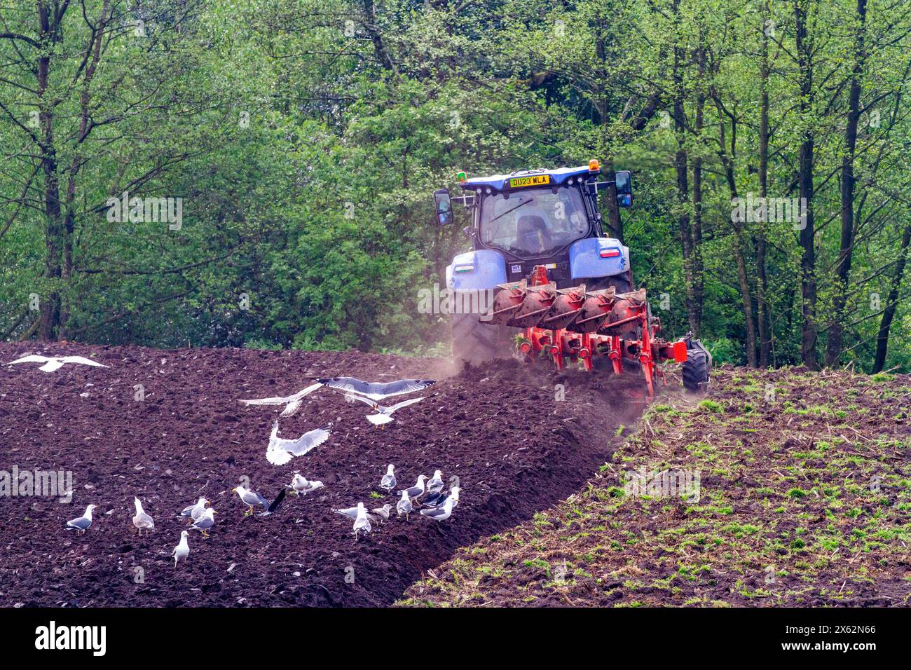 Möwen nach dem Pflügen von Ackerland in der englischen Landschaft in der Grafschaft Cheshire Stockfoto