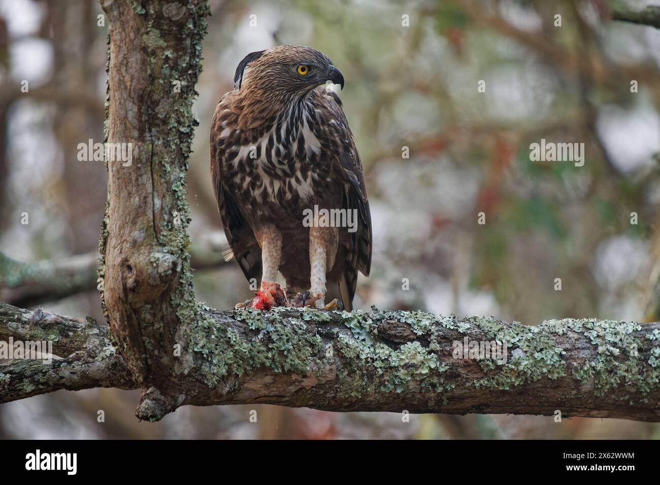 Der Nisaetus limnaeetus cirrhatus ist ein großer Raubvogel der Accipitridae, der auf dem Ast sitzt Stockfoto