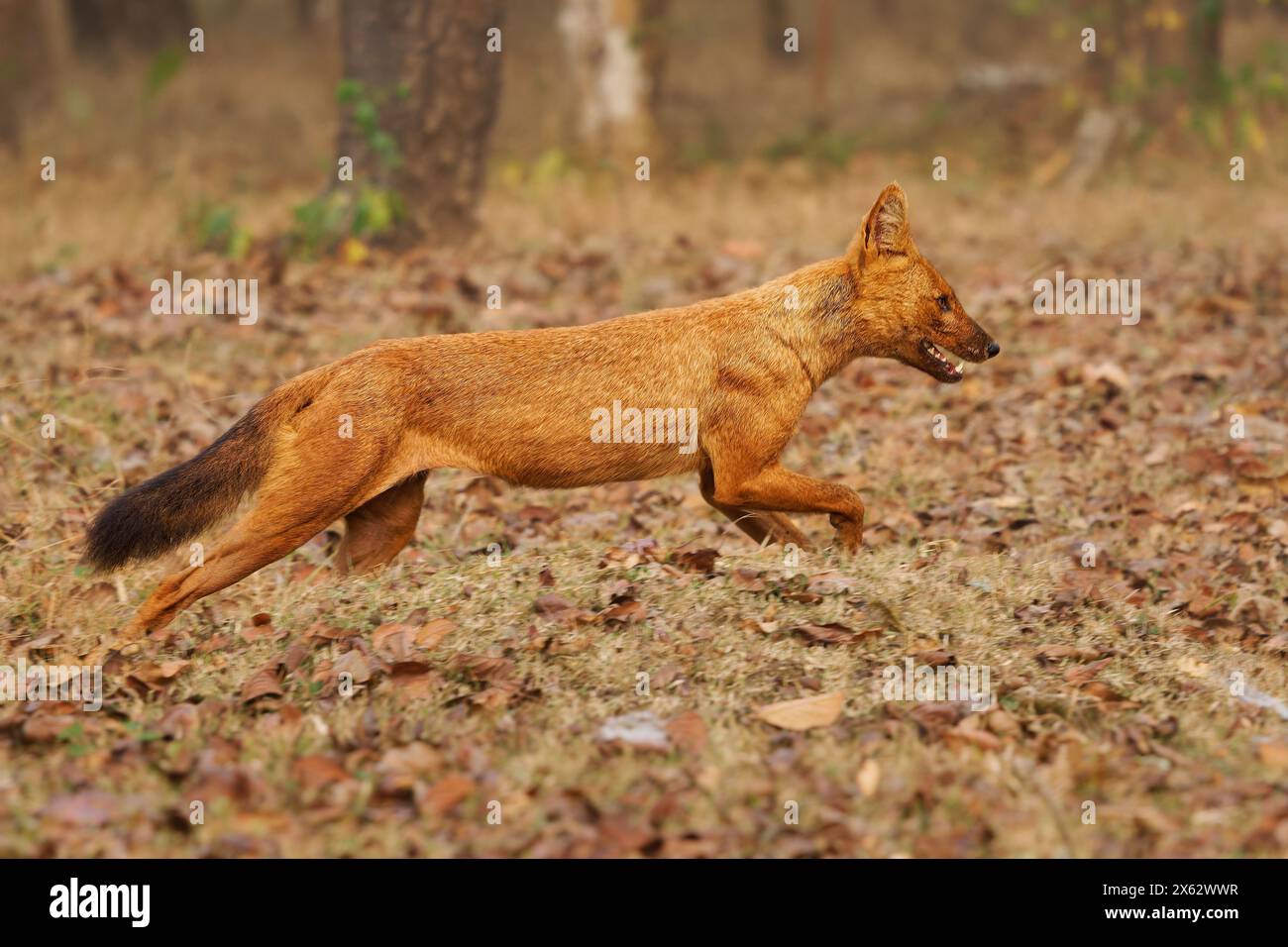 Dhole oder asiatischer oder indischer oder Red Wild Dog Jumping im Dschungel - Cuon alpinus ist ein in Asien heimischer Kanid, genetisch nah an Arten innerhalb der Gattung Stockfoto