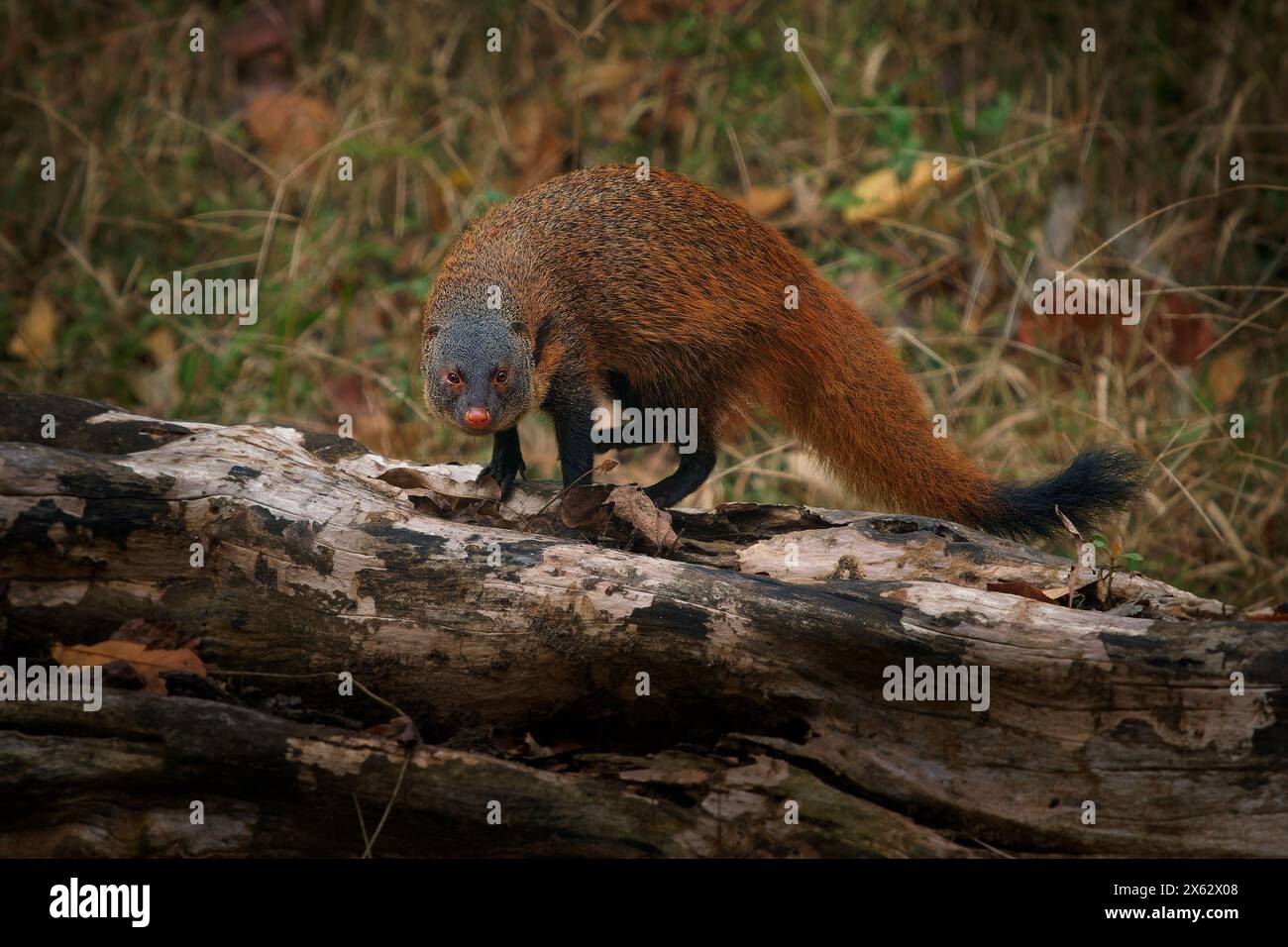 Streifenmungo - Urva vitticolla schnell gemahlenes Säugetier, das in Wäldern und Sträuchern von Südindien bis Sri Lanka beheimatet ist, rostbraun bis grizzlig Stockfoto