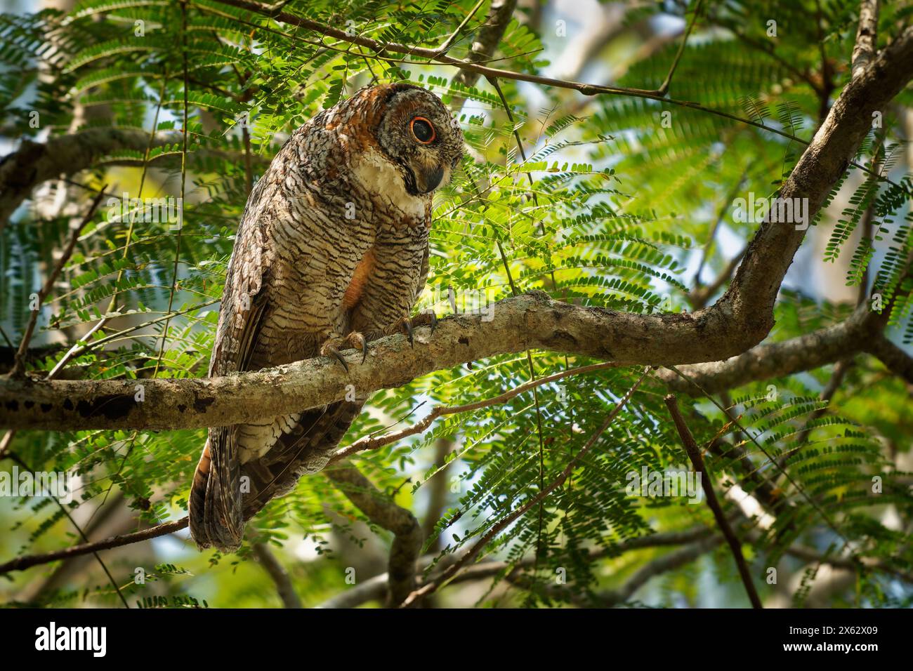 Gefleckte Holzeule - Strix ocellata große Eule, die in Indien und Nepal gefunden wurde, in Gärten und dünnen Laubwäldern gefunden wurde, großer nächtlicher Vogel auf dem Ast in Stockfoto