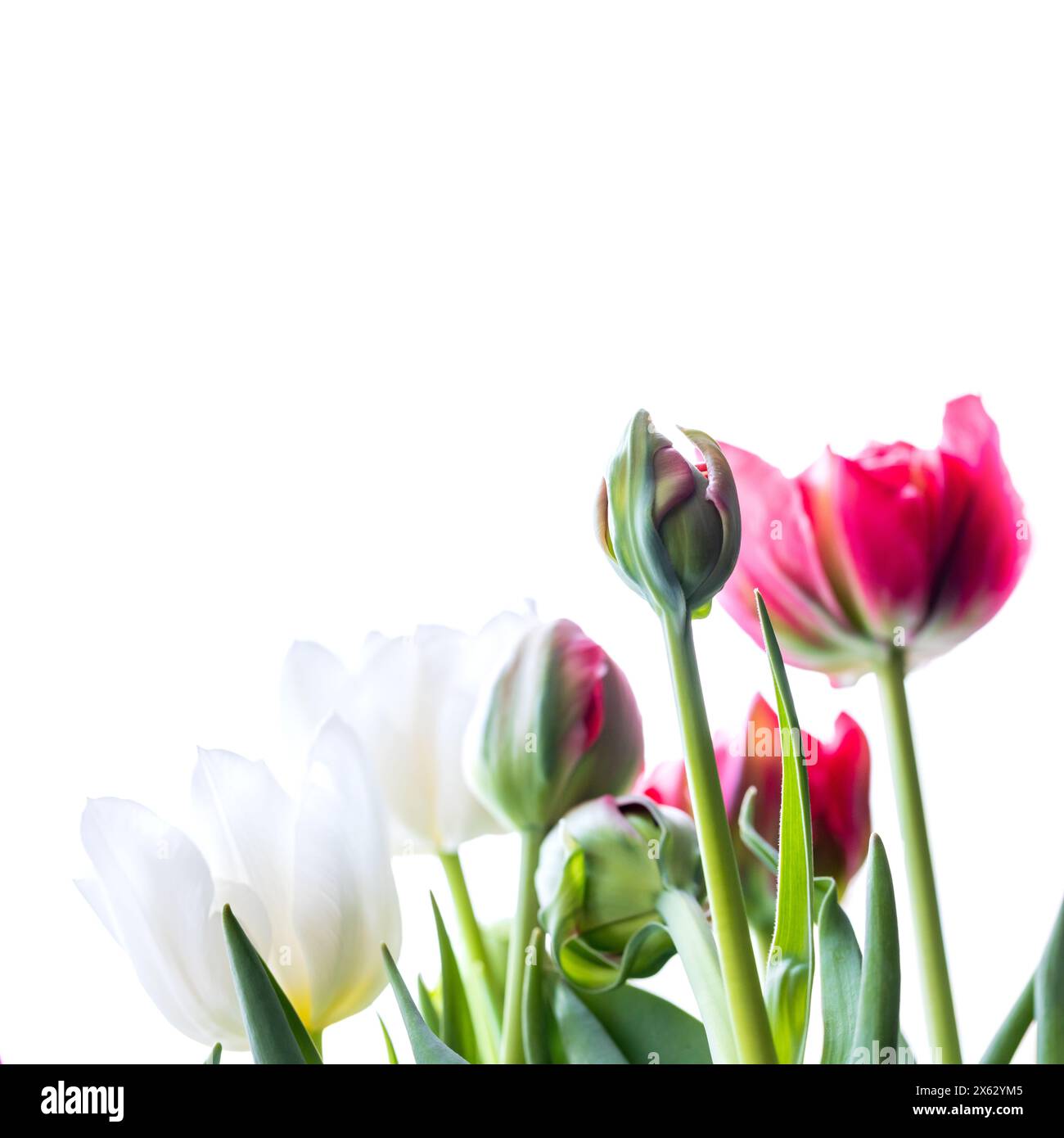 Rote und weiße Tulpen isoliert auf weißem Hintergrund, Studiofoto in Nahaufnahme mit selektivem Weichfokus Stockfoto