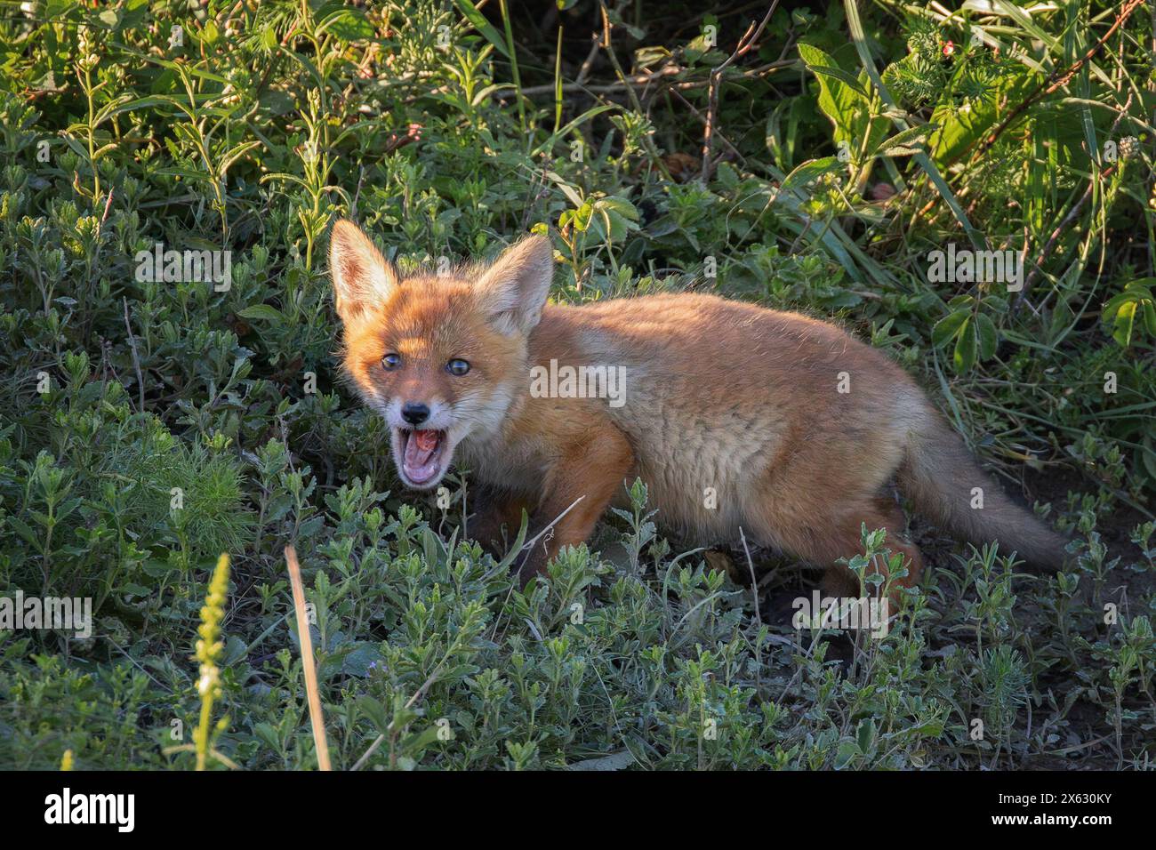 Neugieriges Fuchsjunges in der Nähe der Höhle (Vulpes vulpes) Stockfoto
