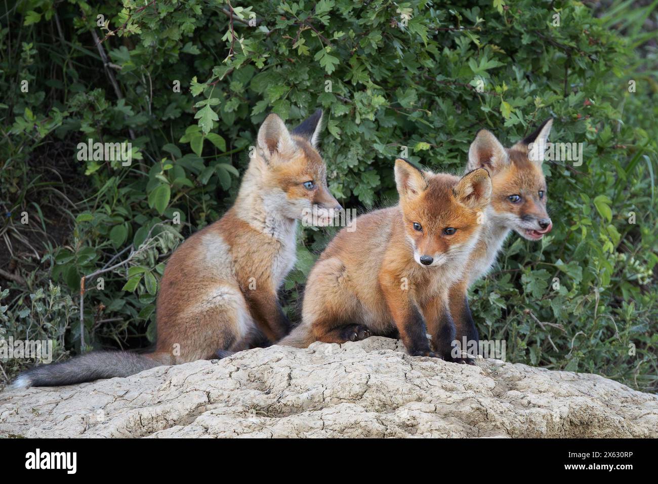 Niedliche Fuchsjungen in der Nähe der Höhle, Bild in natürlichem Lebensraum (Vulpes vulpes) Stockfoto
