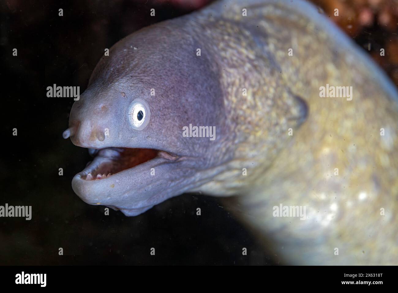 Nahaufnahme eines neugierigen Muränen, der aus seinem dunklen Unterwasser-Versteck blickt, mit seinen kleinen, scharfen Zähnen leicht entblößt und den Augen weit offen Stockfoto
