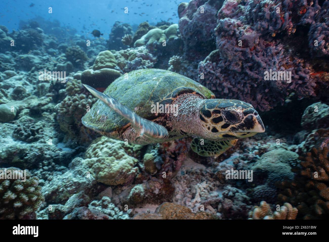 Eine Karettschildkröte (Eretmochelys imbricata) erkundet ein lebendiges Korallenriff. Diese vom Aussterben bedrohte Schildkröte zeichnet sich durch ihren scharfen, geschwungenen Schnabel und aus Stockfoto