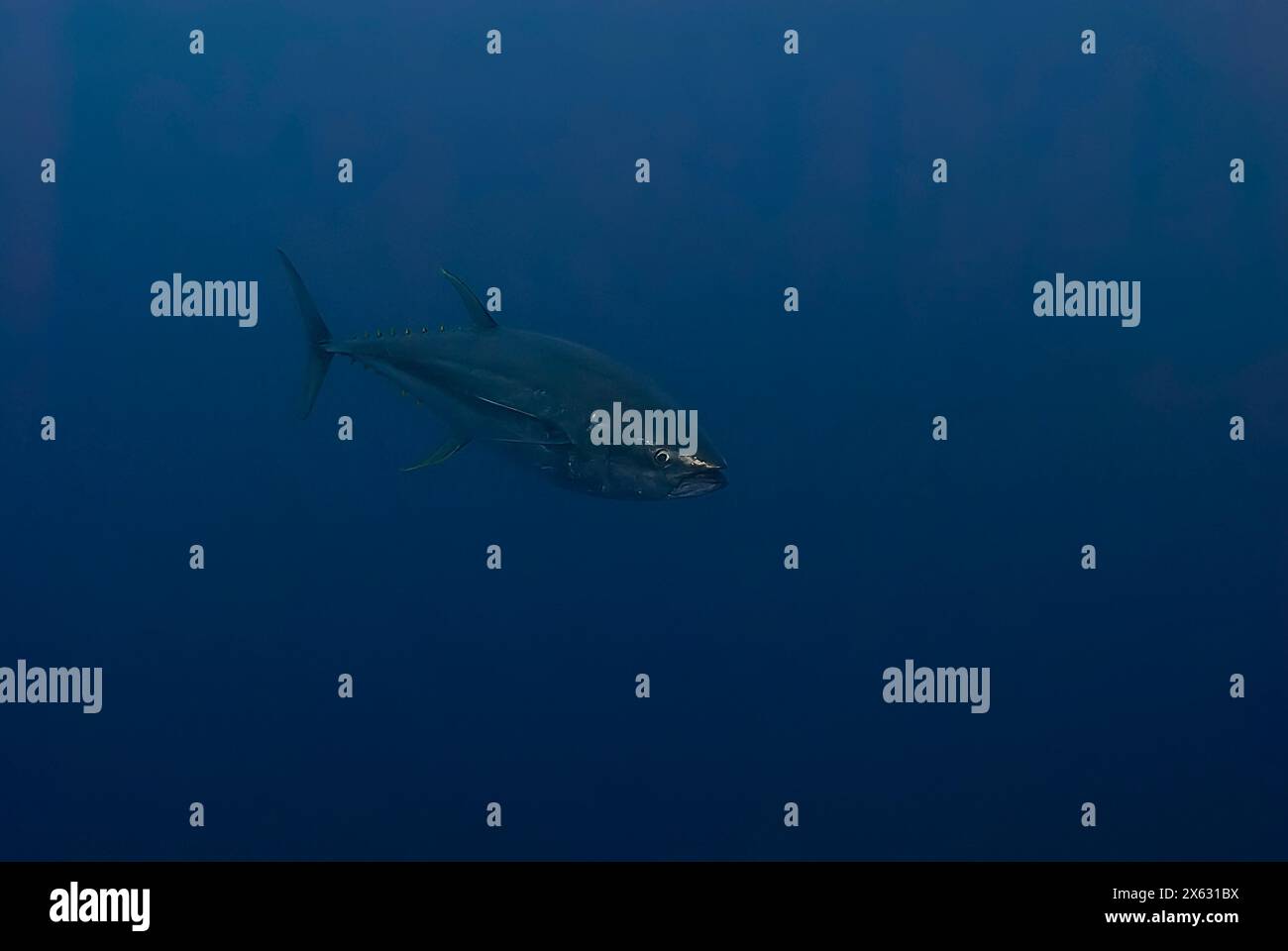 Ein einsamer Thunfisch gleitet durch das tiefblaue Meer, dessen schlanke Form ein Symbol für Geschwindigkeit und Anmut in der riesigen Wildnis des Ozeans ist Stockfoto