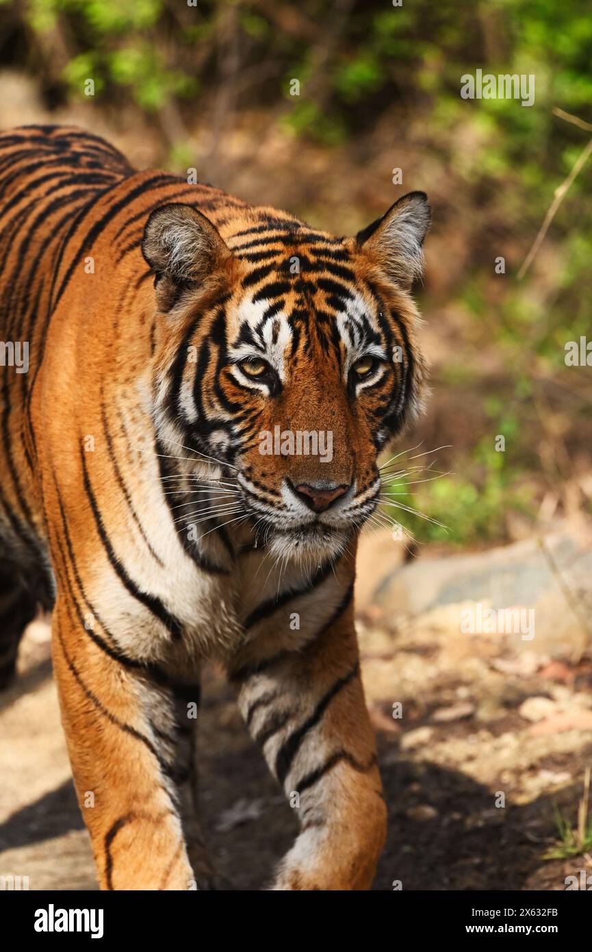 Indischer Wildtiertourismus Stockfoto