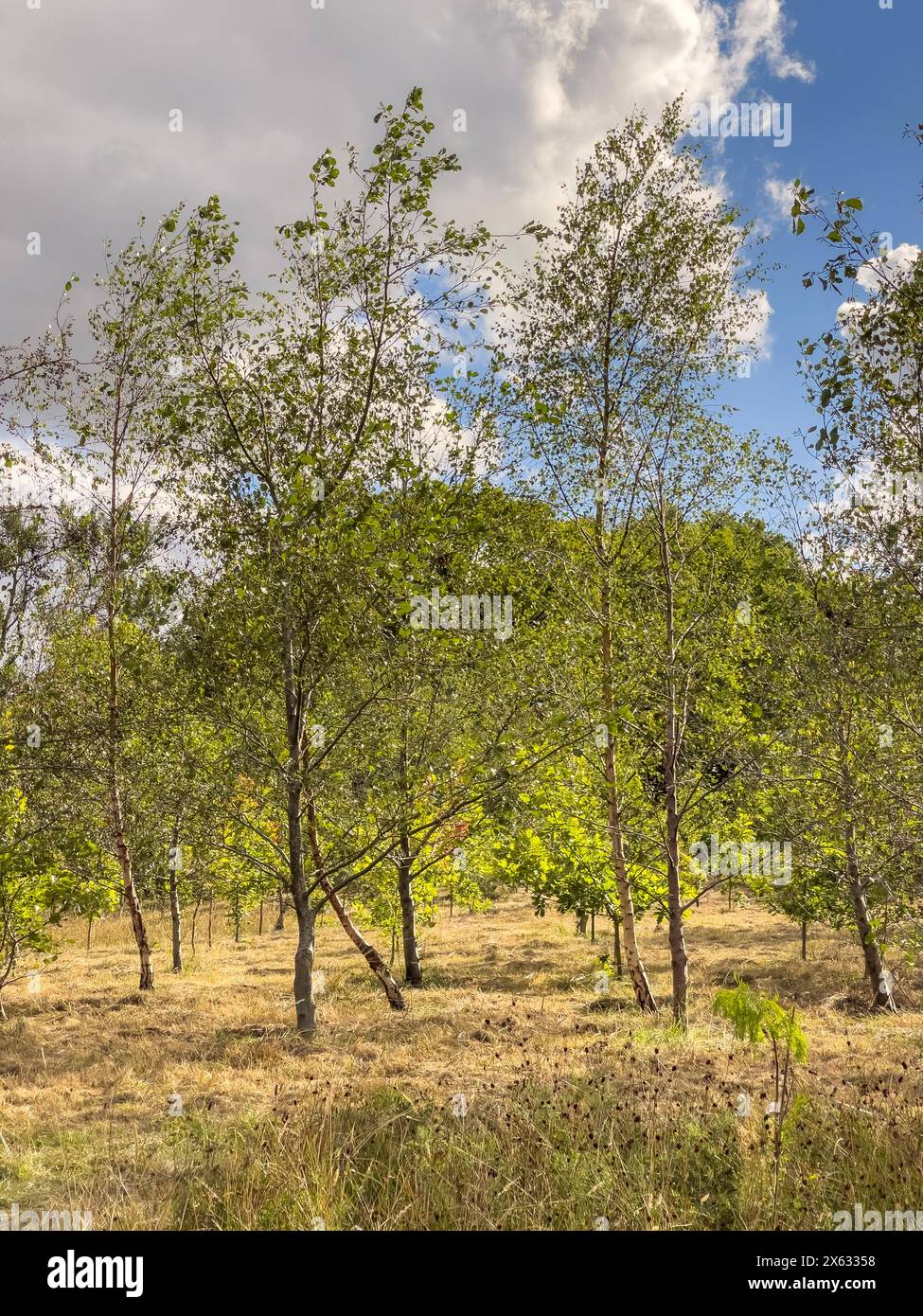 Junge Bäume wachsen im Arboretum von Harlow Carr Gardens in Harrogate. Stockfoto