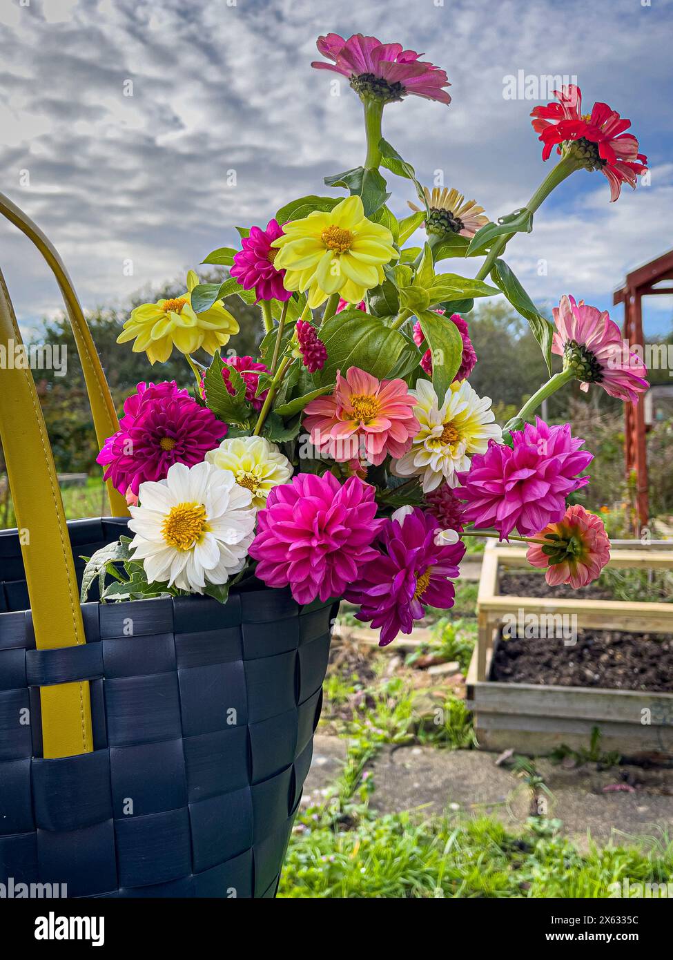 Frisch geschnittene Dahlien und Zinnien in einer Einkaufstasche, mit Schrebenkulisse Stockfoto