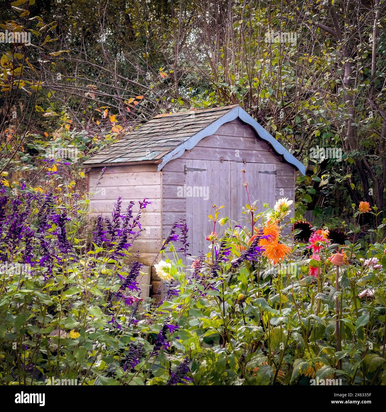 Schrebergschuppen umgeben von Blumen. York. UK Stockfoto