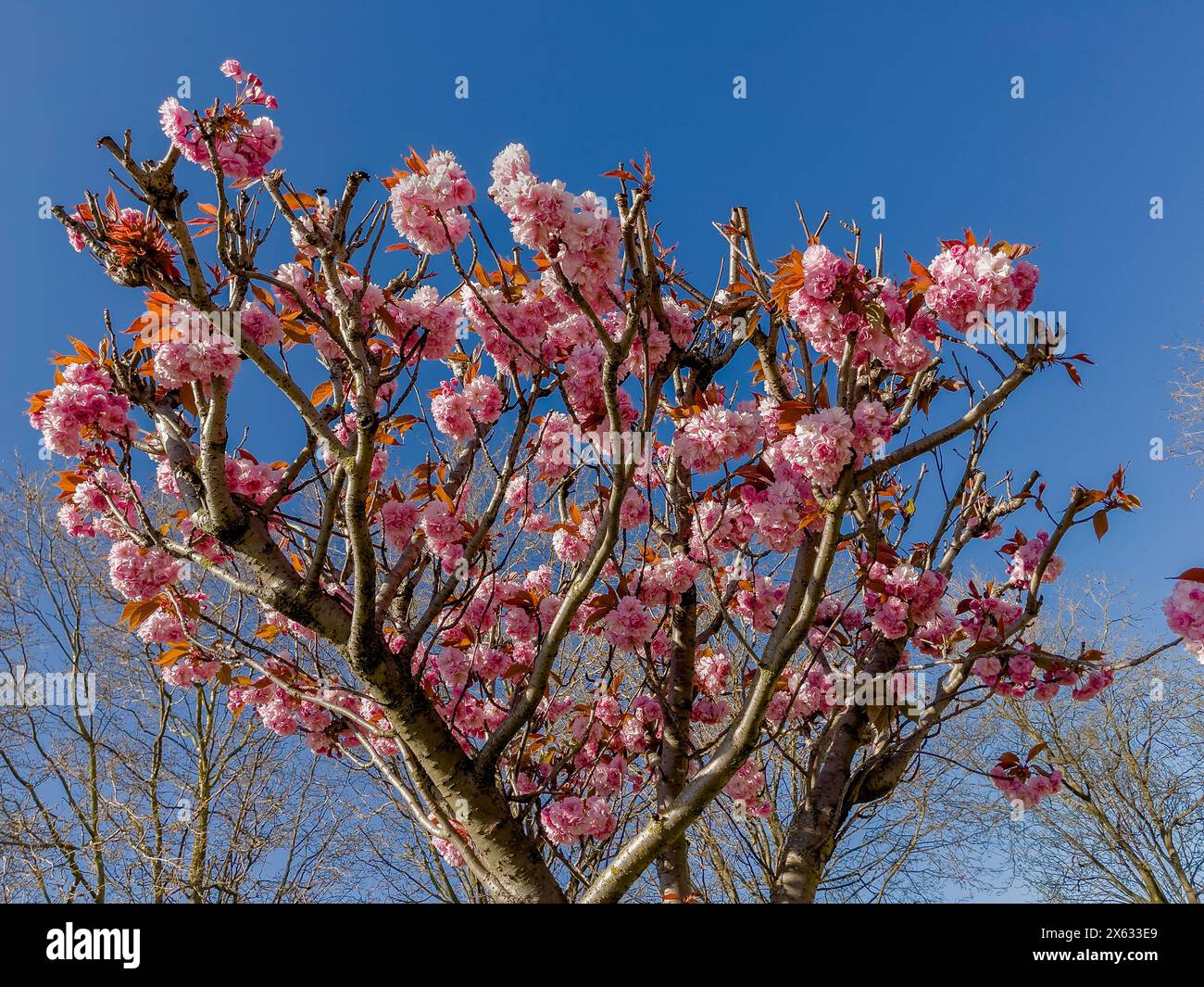 Rosafarbene Blüte eines Kirschbaums vor blauem Himmel. UK Stockfoto