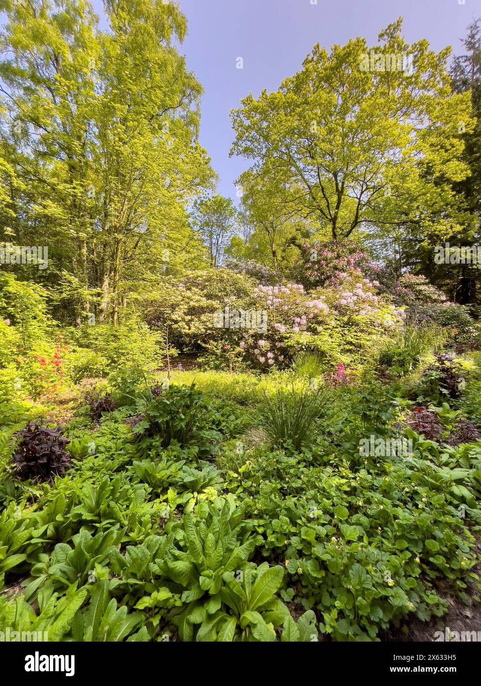 Yorkshire Garten in voller Blüte im Sommer Stockfoto