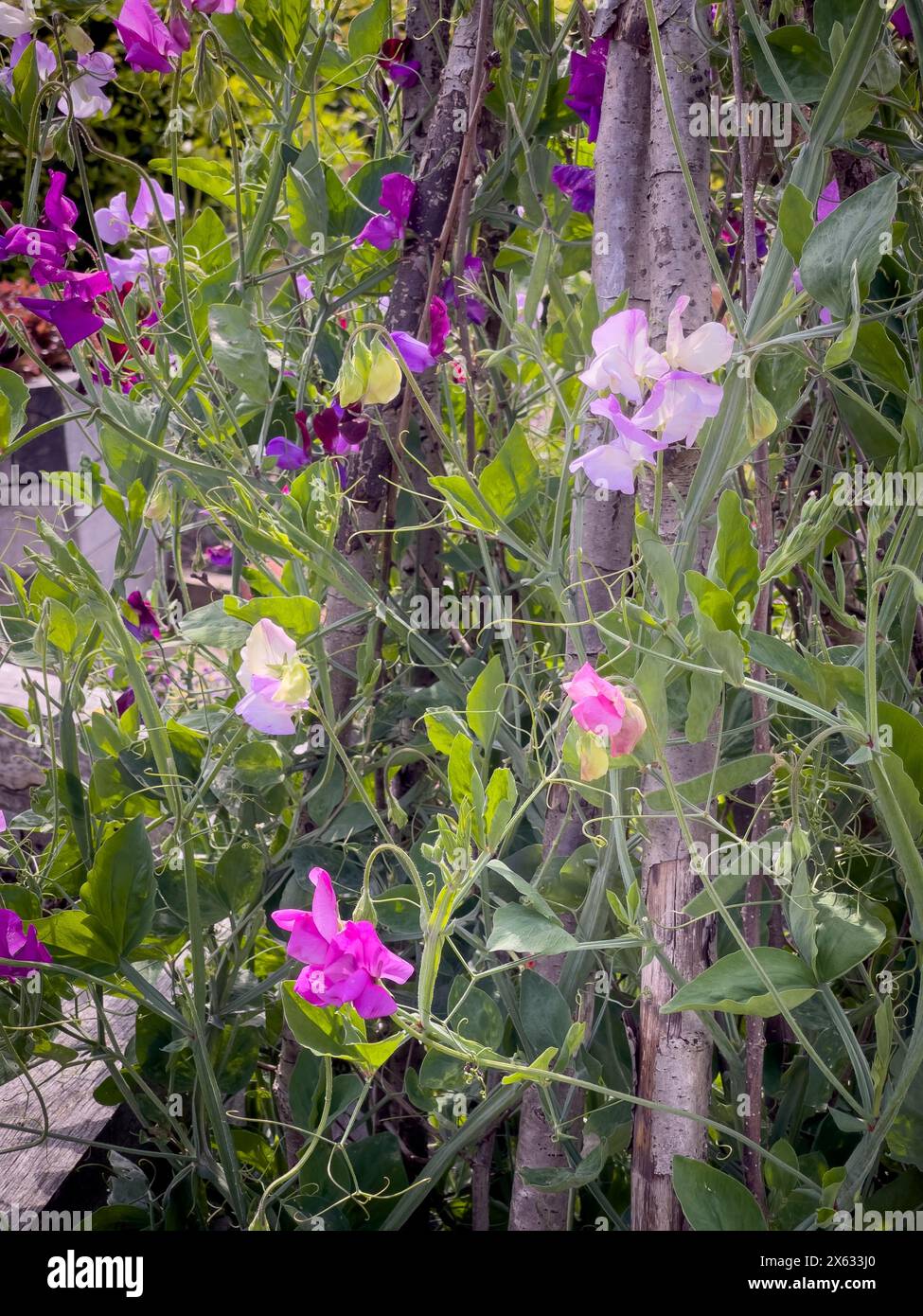 Süße Erbsen in violetten Tönen wachsen auf rustikalen Stützen in einem britischen Garten. Stockfoto