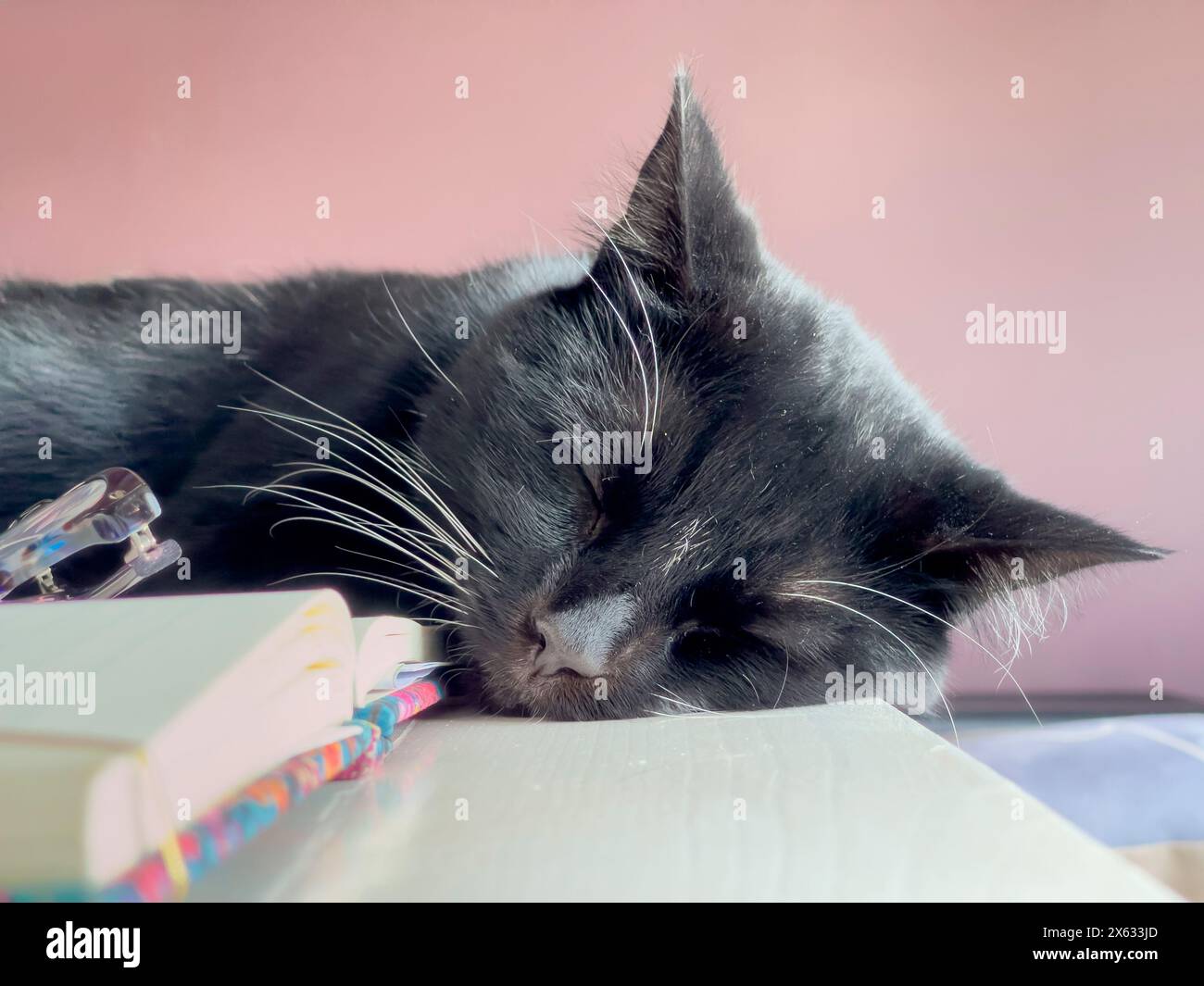 Nahaufnahme einer schwarzen Katze mit weißen Barthaaren, die auf einem offenen Buch auf einem Schreibtisch schläft. Stockfoto