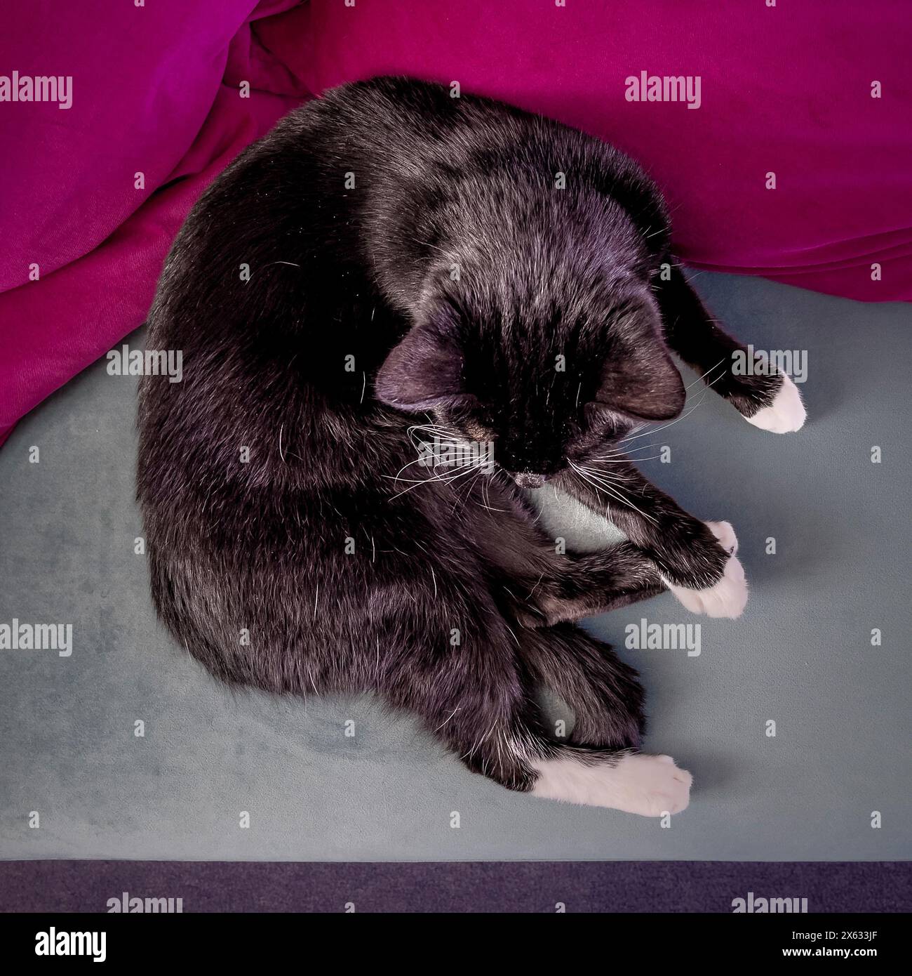 Schlafende schwarz-weiße Katze, eingeschlafen auf einem grauen Samtsofa mit hellrosa Kissen. Stockfoto
