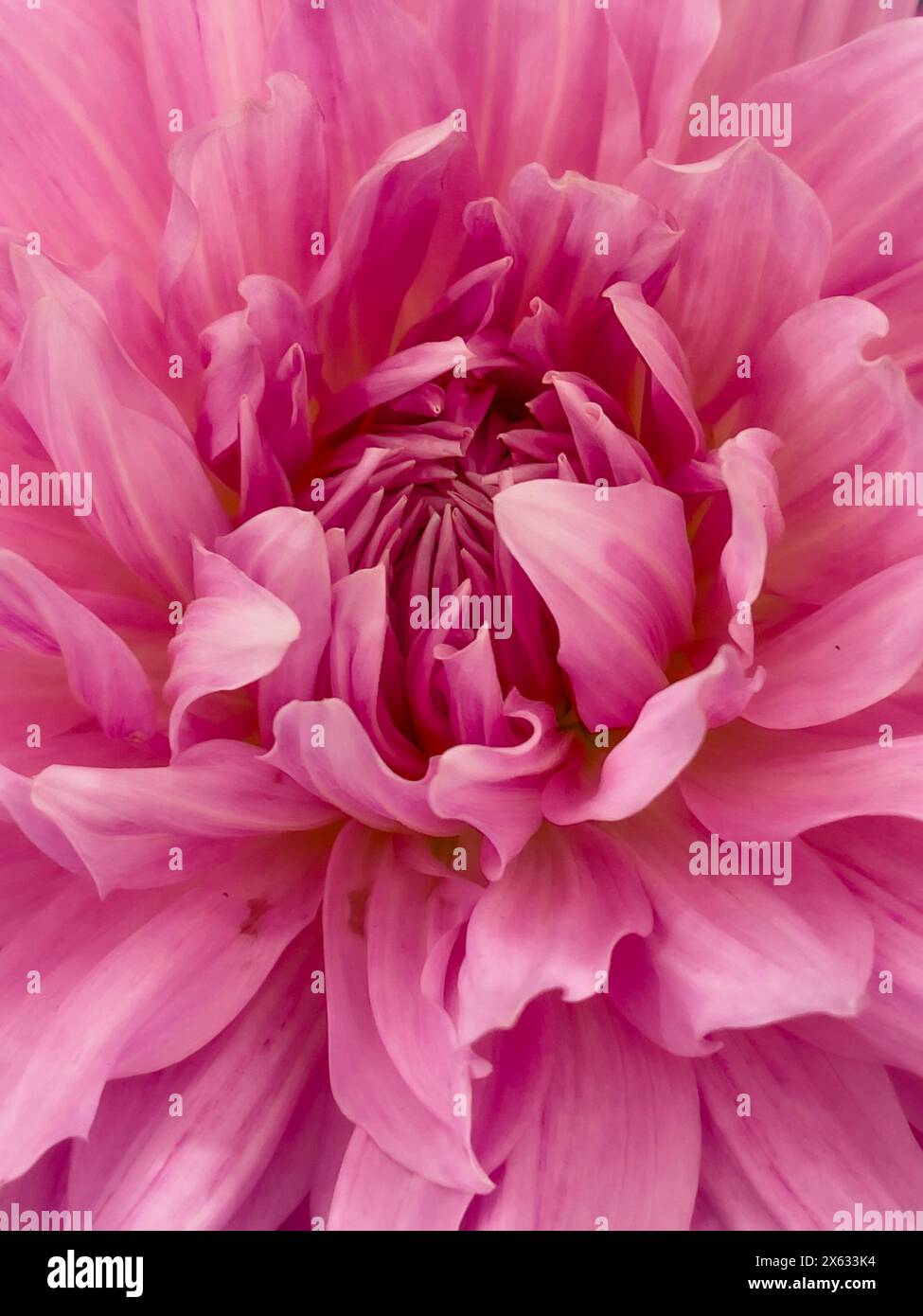 Nahaufnahme einer großen rosafarbenen Dahlia, eine Ausstellung bei einer Blumenausstellung. UK Stockfoto