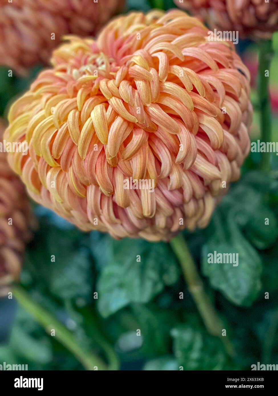 Nahaufnahme einer großen orange-farbenen früh reflektierten Chrysantheme, eine Ausstellung bei einer Blumenausstellung. UK Stockfoto