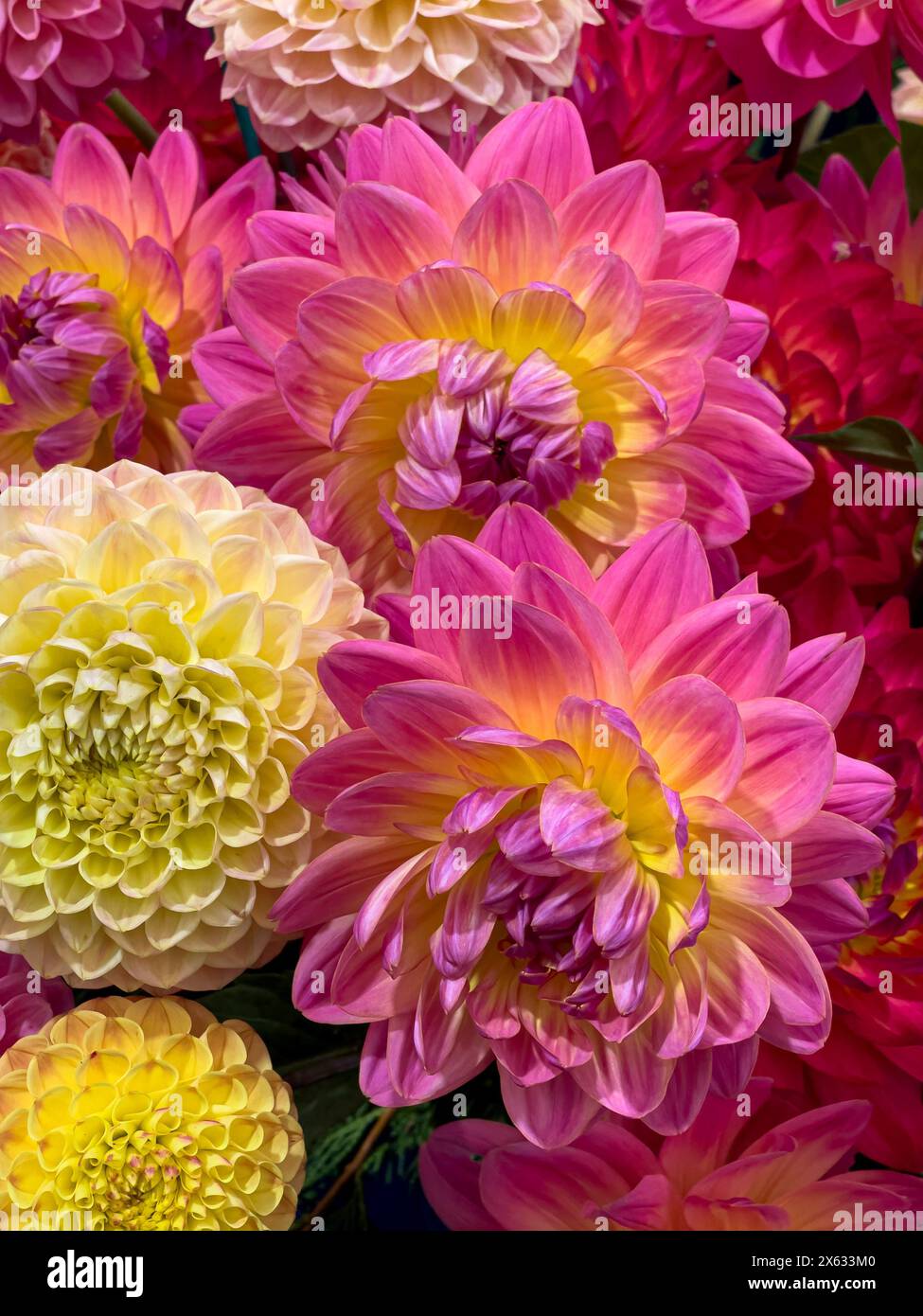 Dahlien in verschiedenen Farben auf einer Blumenausstellung. UK Stockfoto