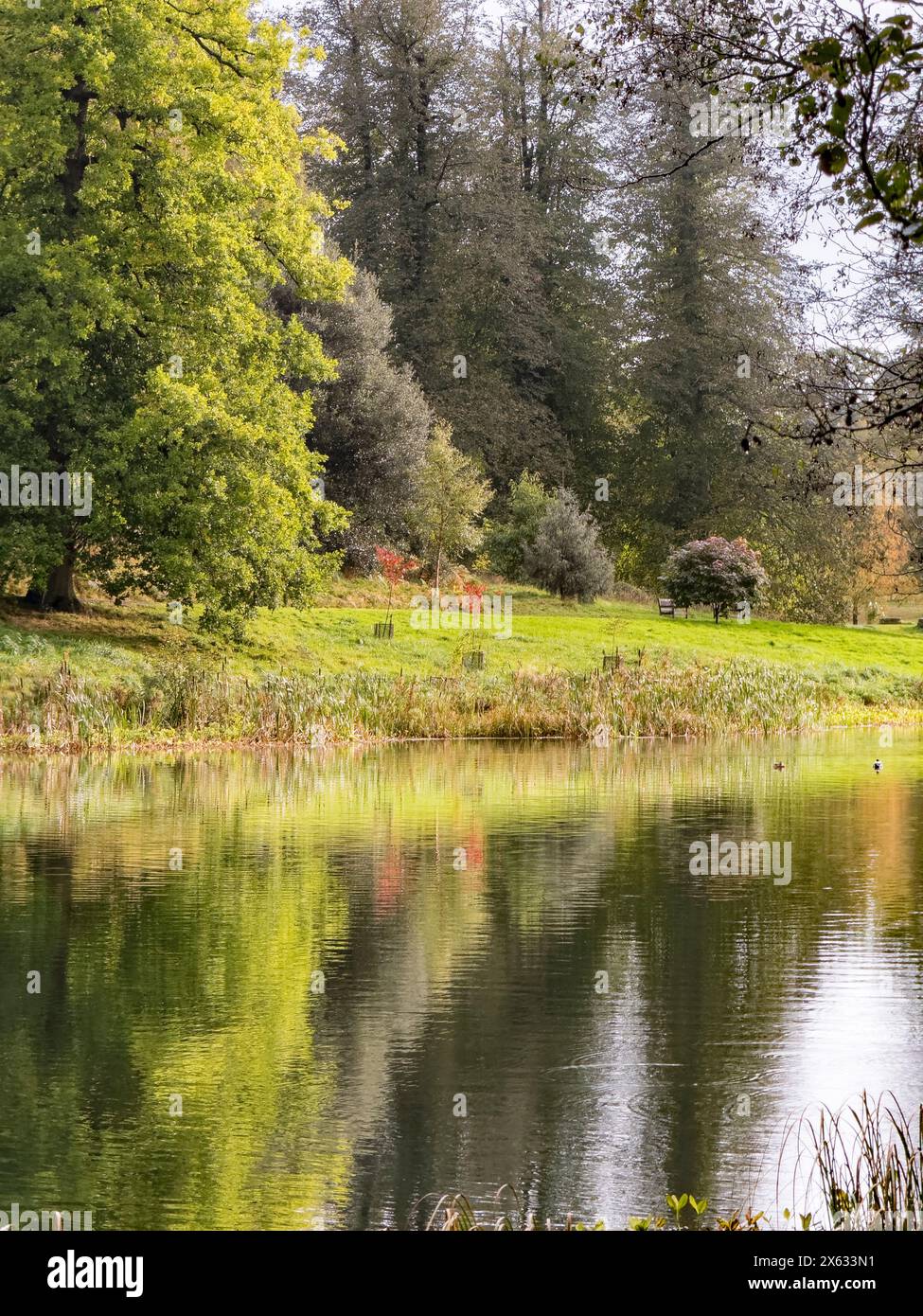 Blick über den See von Yorkshire Arboretum an einem bewölkten Sommertag. Stockfoto