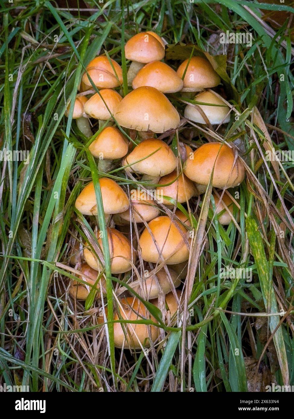Pilze, die in einem Grasfleck auf einem Feld in Yorkshire wachsen Stockfoto