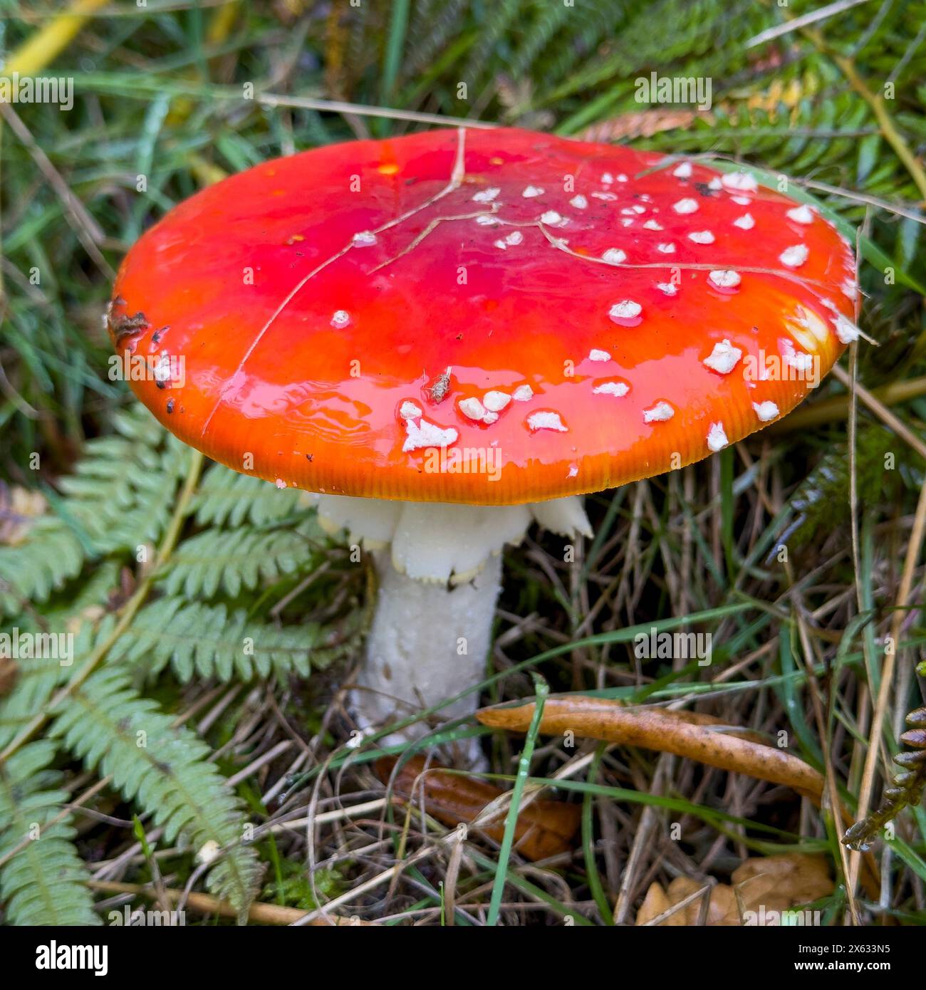 Amanita muscaria, auch bekannt als Fliegenpilz oder Fliegenamanita, die in einem Grasfleck wächst. Stockfoto